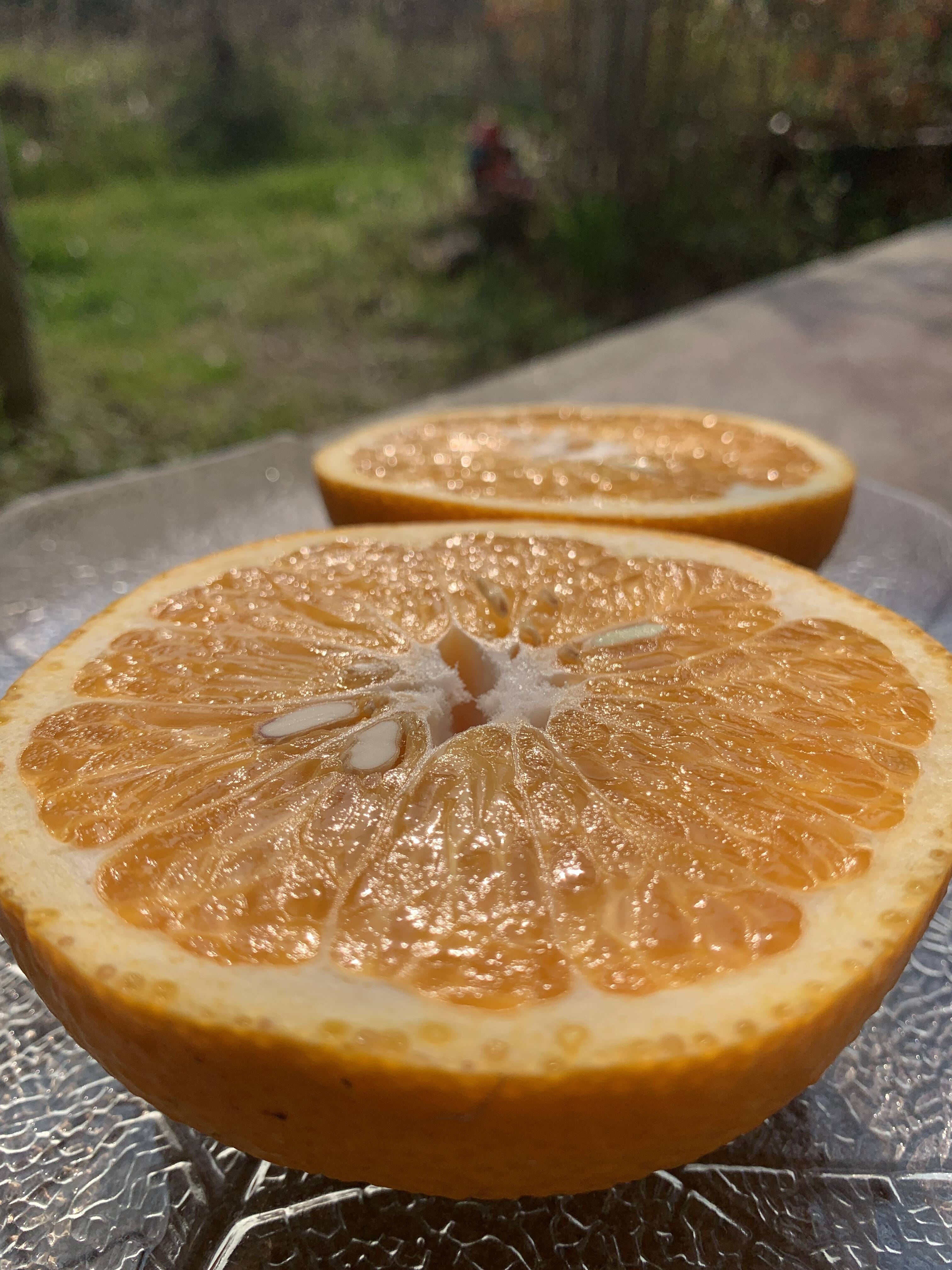 レシピ付き【訳あり】完熟！木なり八朔1.5㎏［農薬・化学肥料不使用