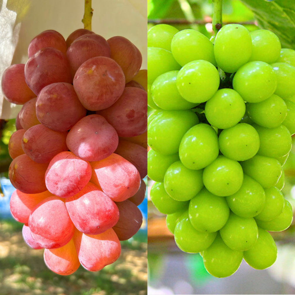 シャイン彩りセット】スカーレットとシャインマスカット2色セット 1kg
