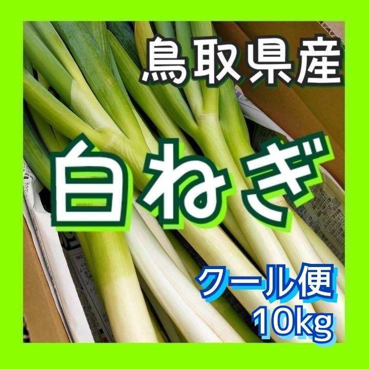 ぼうずしらずねぎ苗15本（おまけ付き）輸送費を抑えたネコポス発送