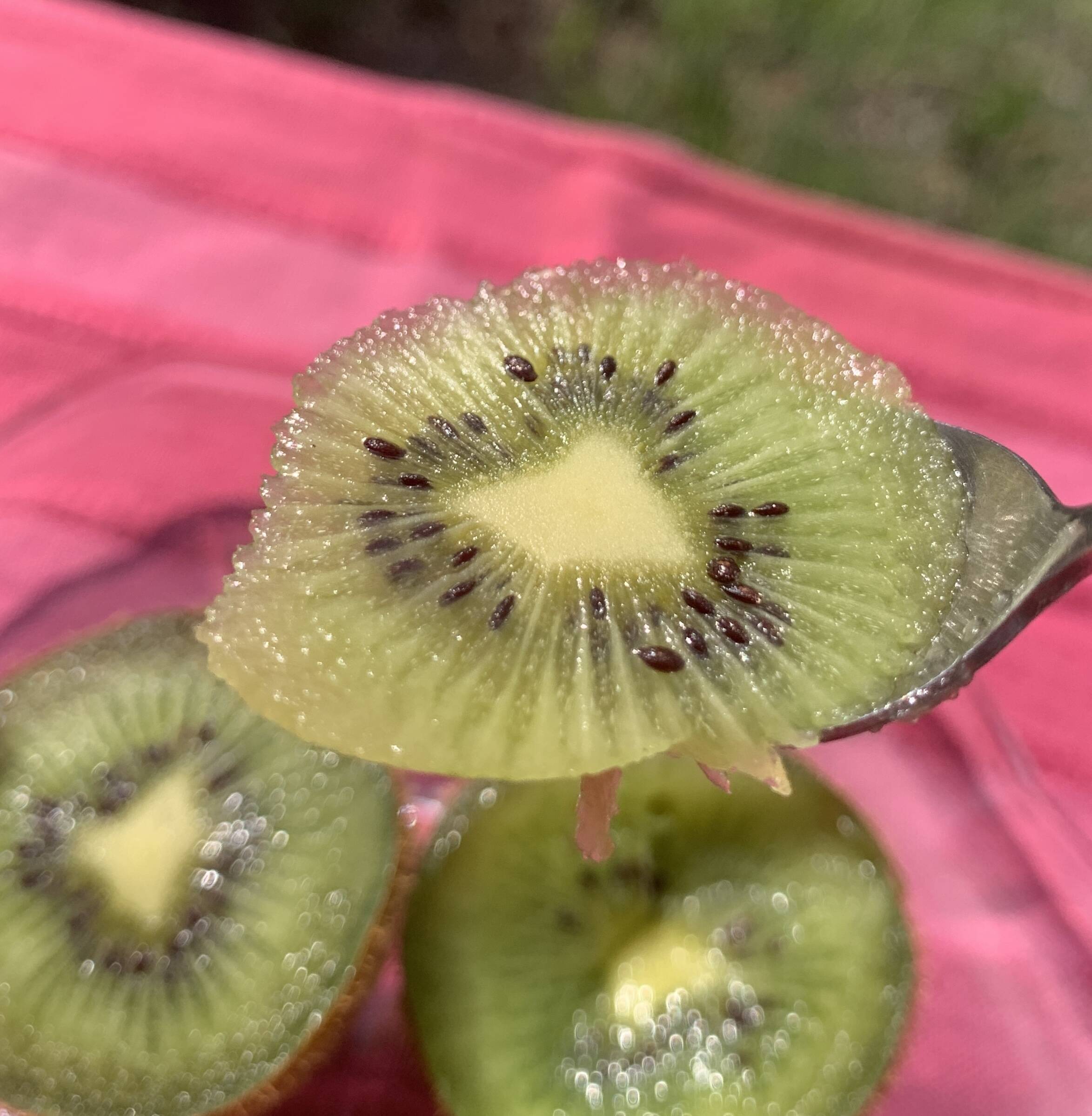 キーウィのもりさんの投稿