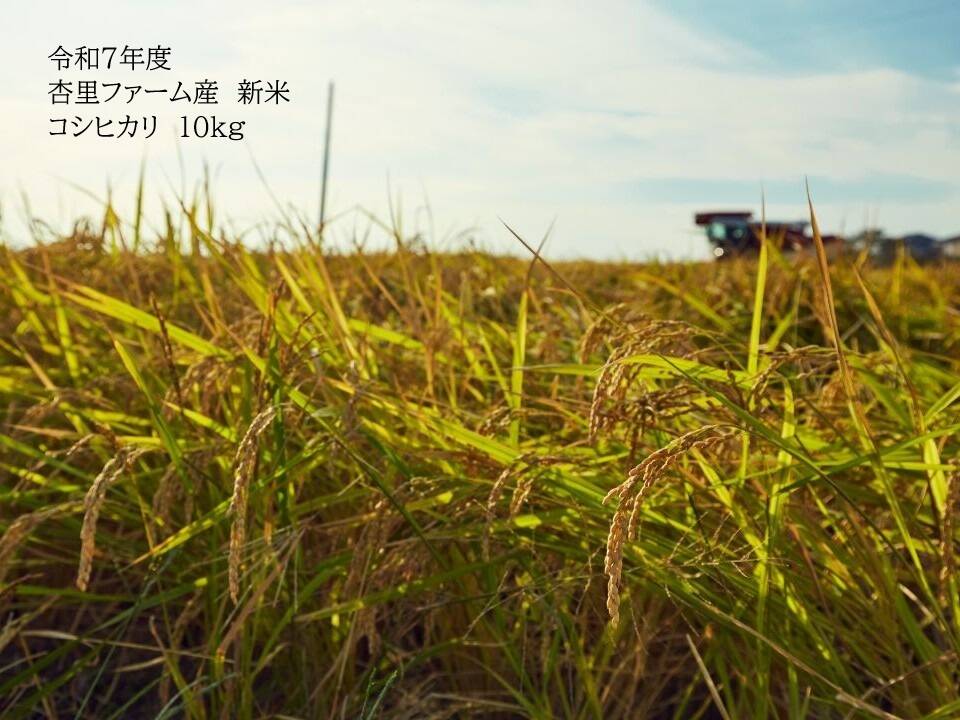 「杏1532」福島県産コシヒカリ 杏1532様専用」福島県産コシヒカリ