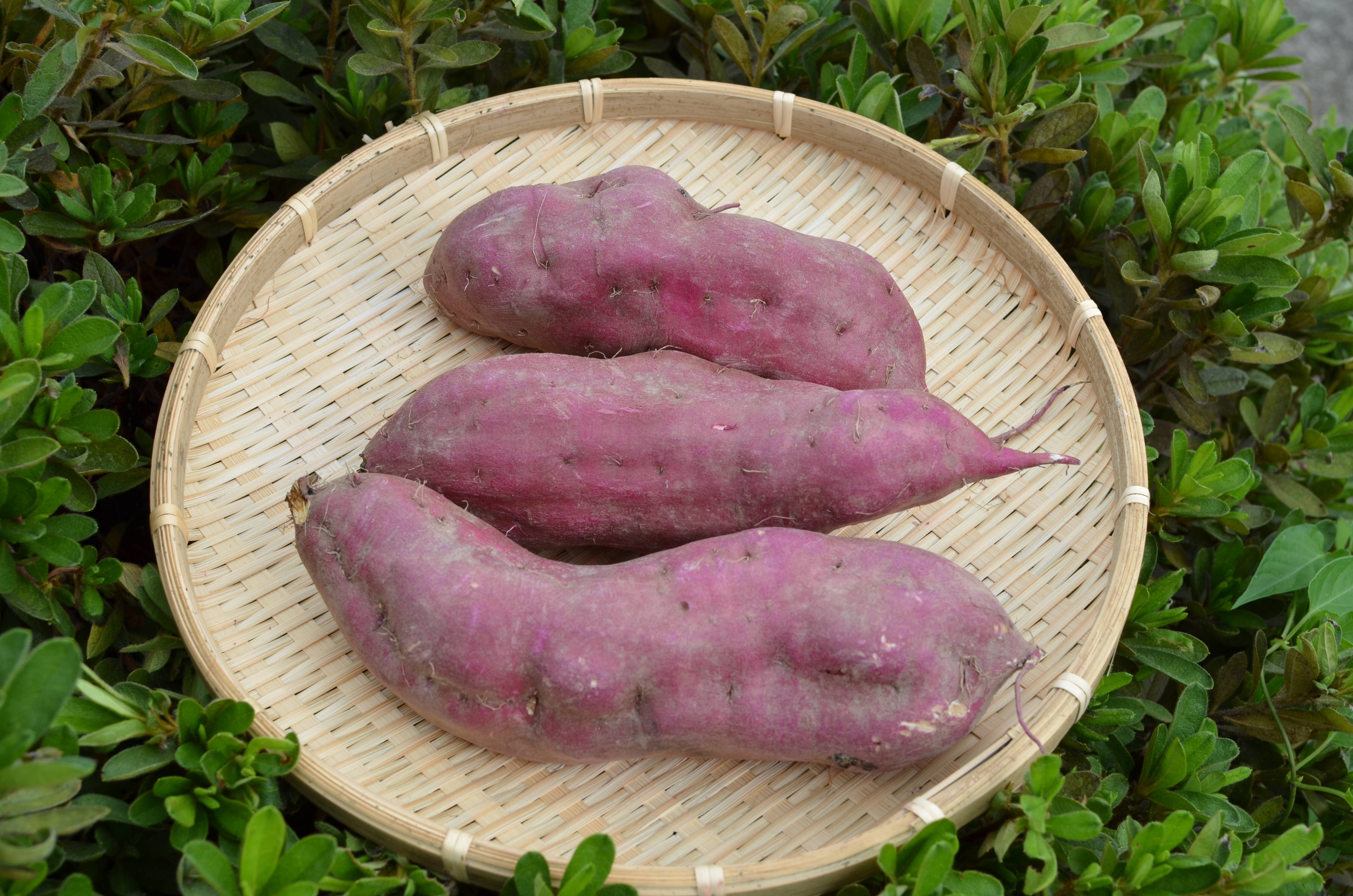 熟成紅あずま さつまいも 大分県豊後大野市超熟成紅あずま20kg 熟成さつまいも ほくほくがたまらない！ 紅あずま（サイズいろいろ