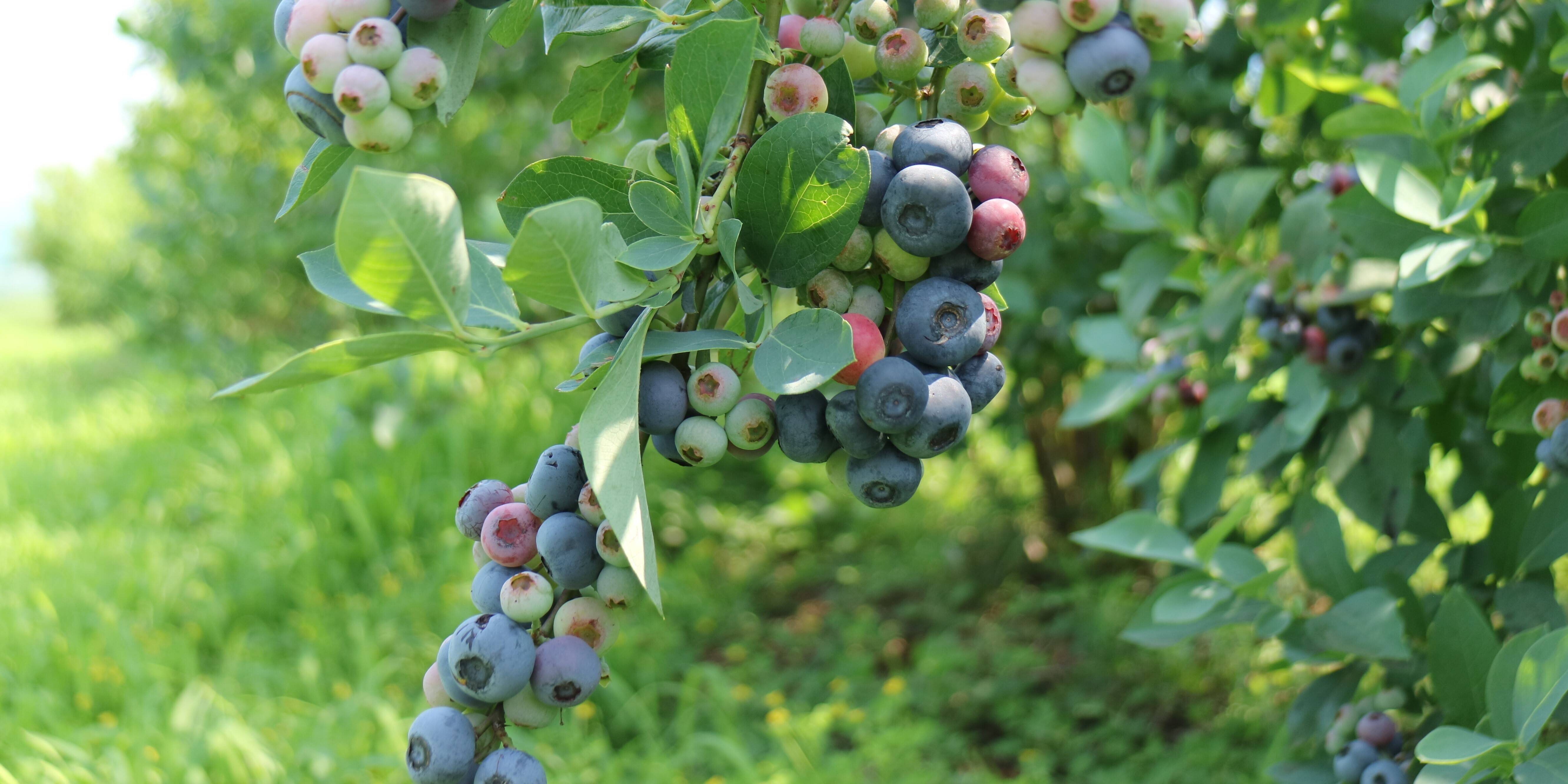 BERRYS OZEKIへのレビュー・商品：茨城県｜食べチョク｜産地直送(産直)お取り寄せ通販 - 農家・漁師から旬の食材を直送