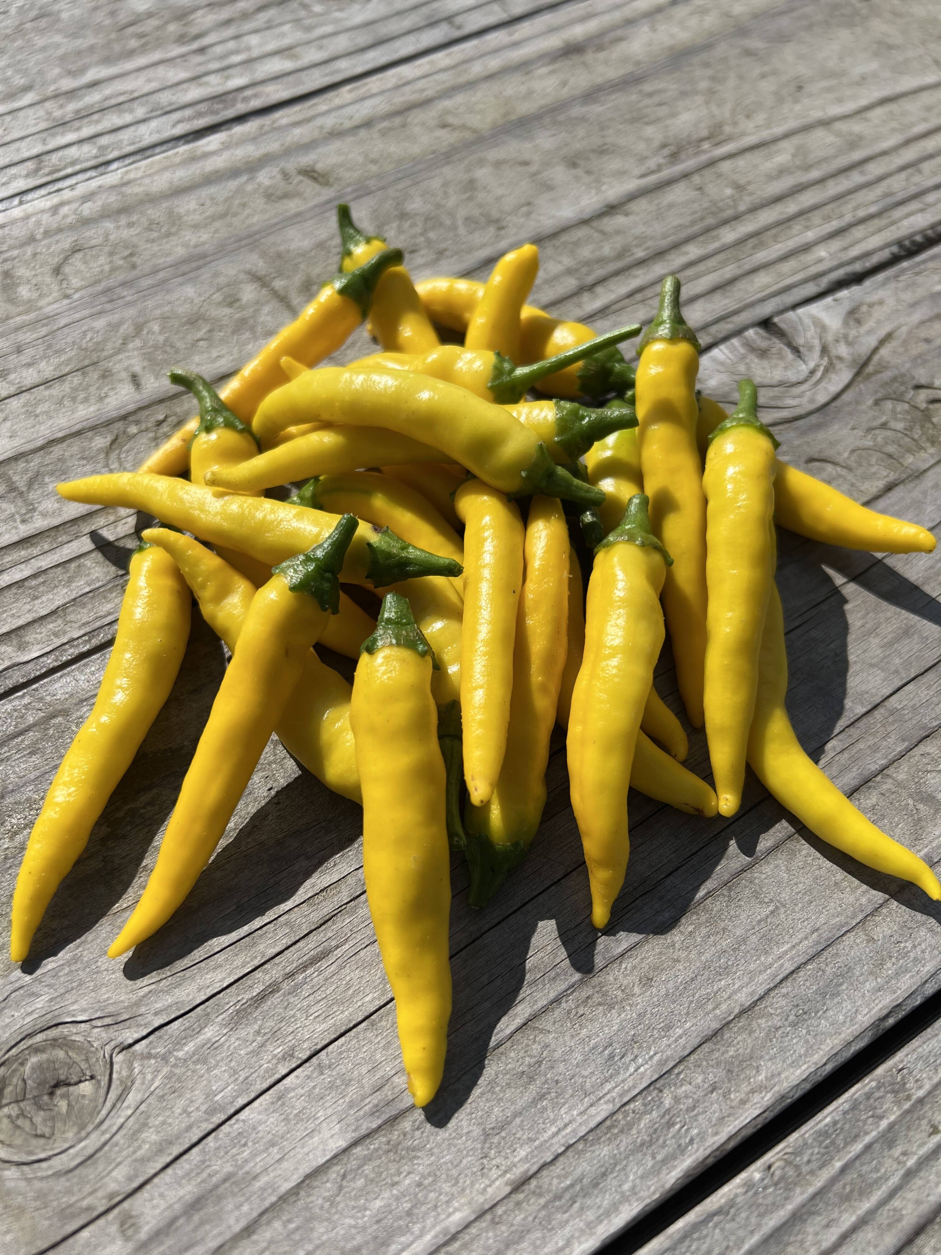 オーガニック生黄色🟡唐辛子🌶️【有機JAS認証取得】250g Organic