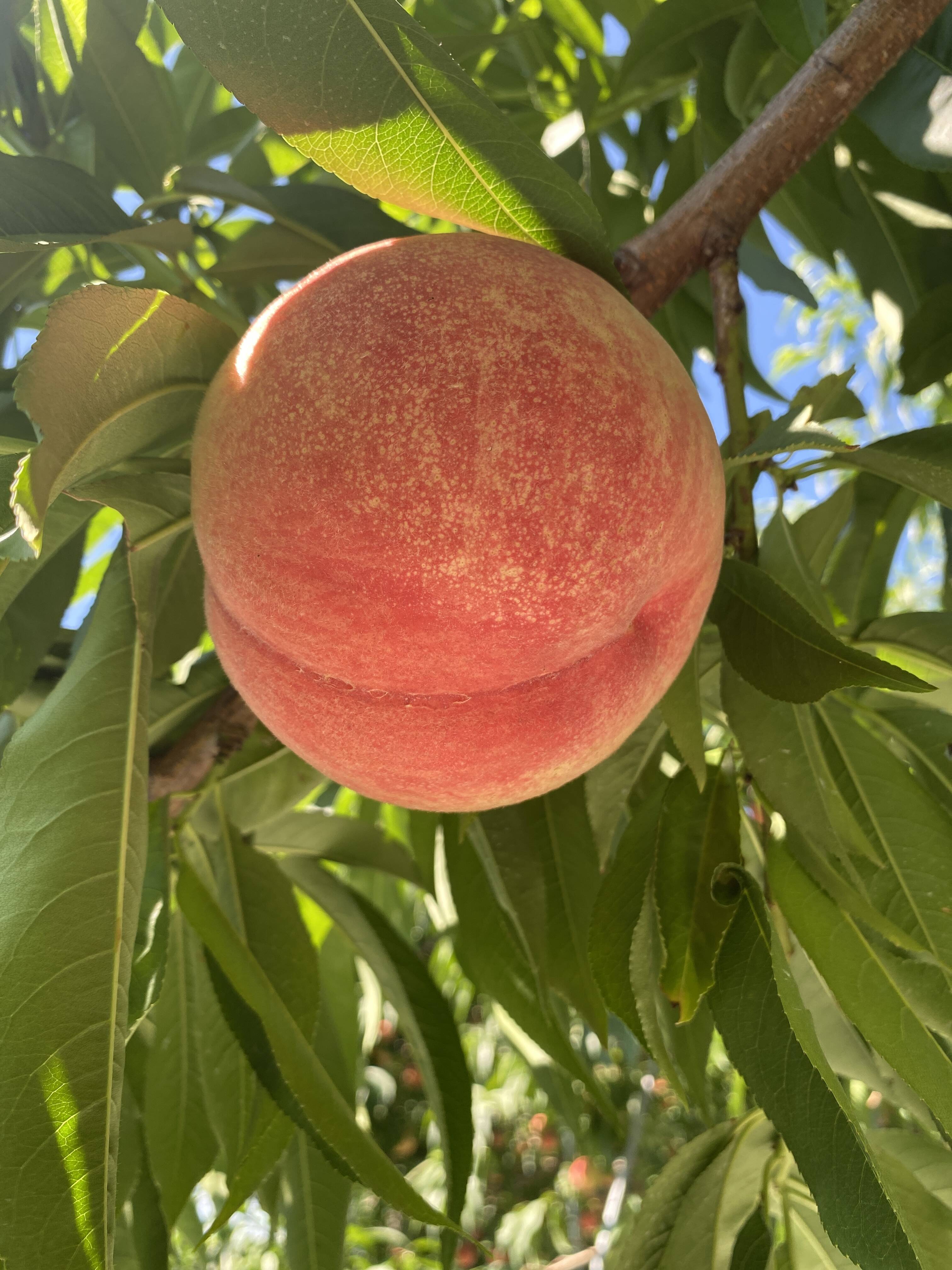 2026年予約】人気品種『川中島白桃』甘みが強いジューシーな桃：長野県