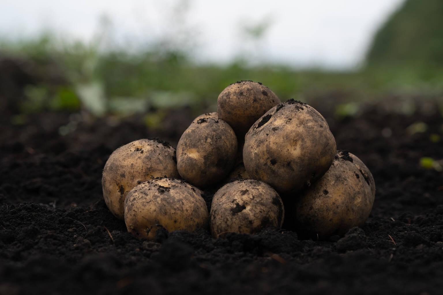 黄金越冬じゃがいも！インカのめざめ 極上2S 20kg【慣行栽培】【超小玉