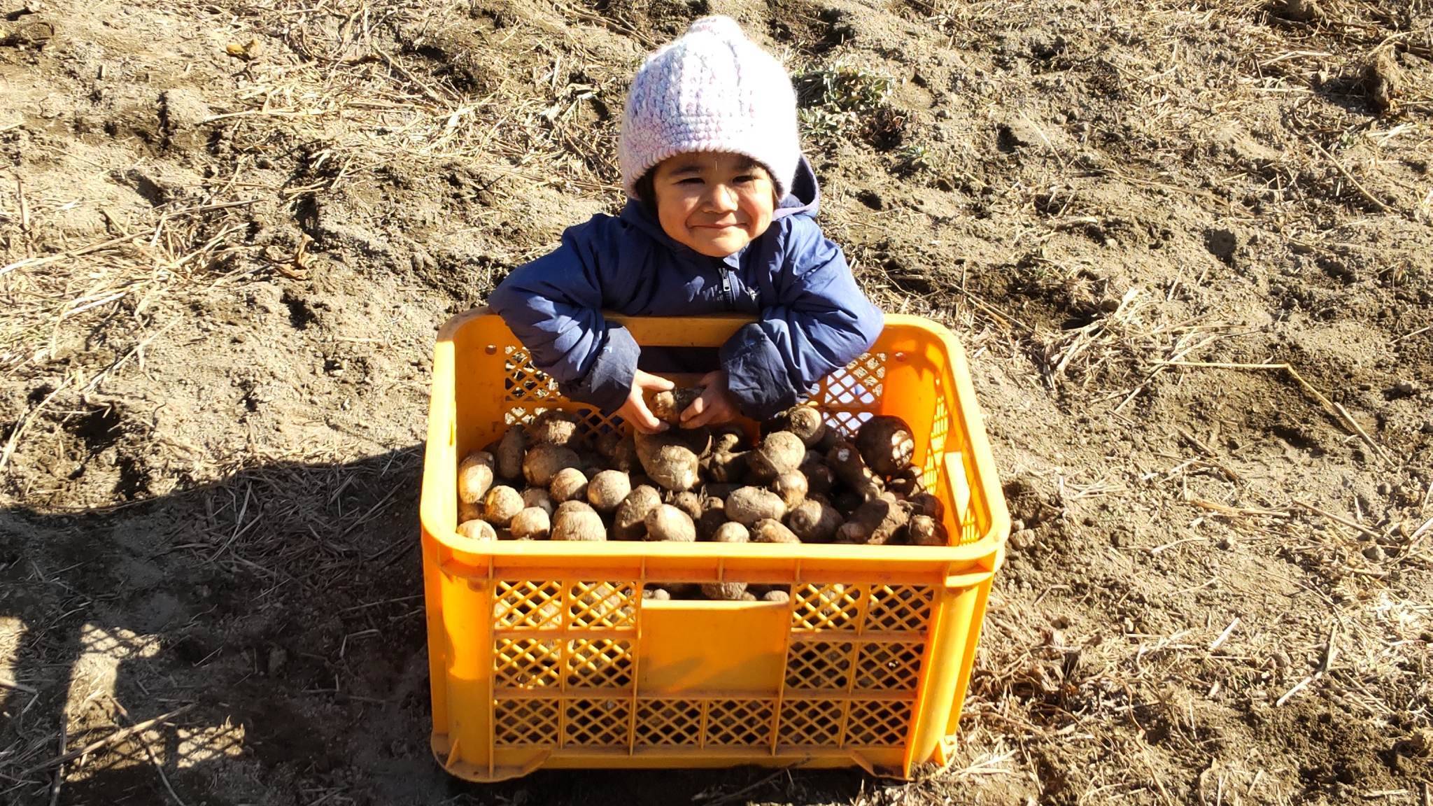 自然栽培】幻の里芋 烏播（ウーハン） 1kg 里芋好きにおススメ！：奈良