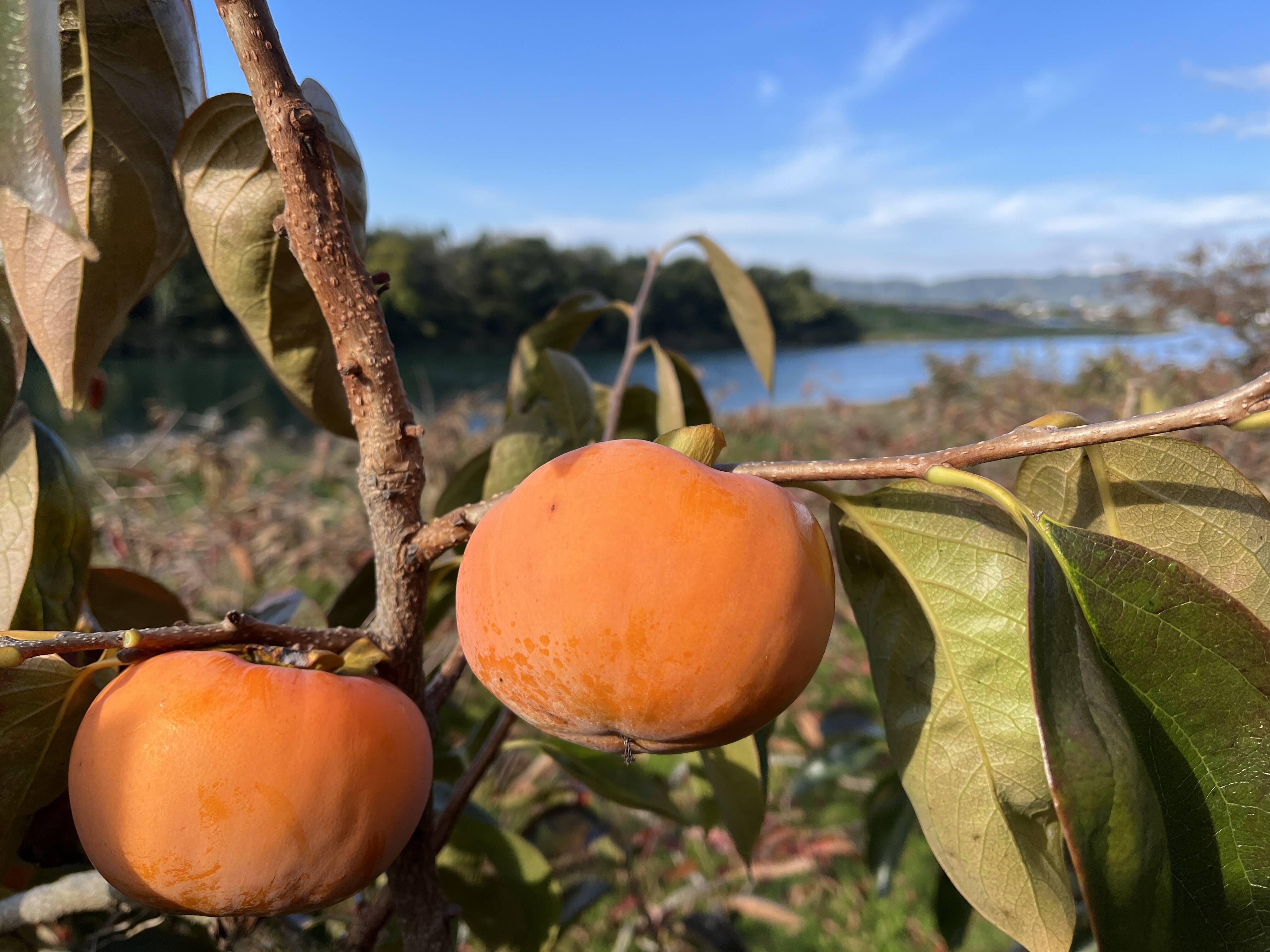 数量限定 冷蔵富有柿 5キロ：福岡県産の富有｜食べチョク｜産地直送