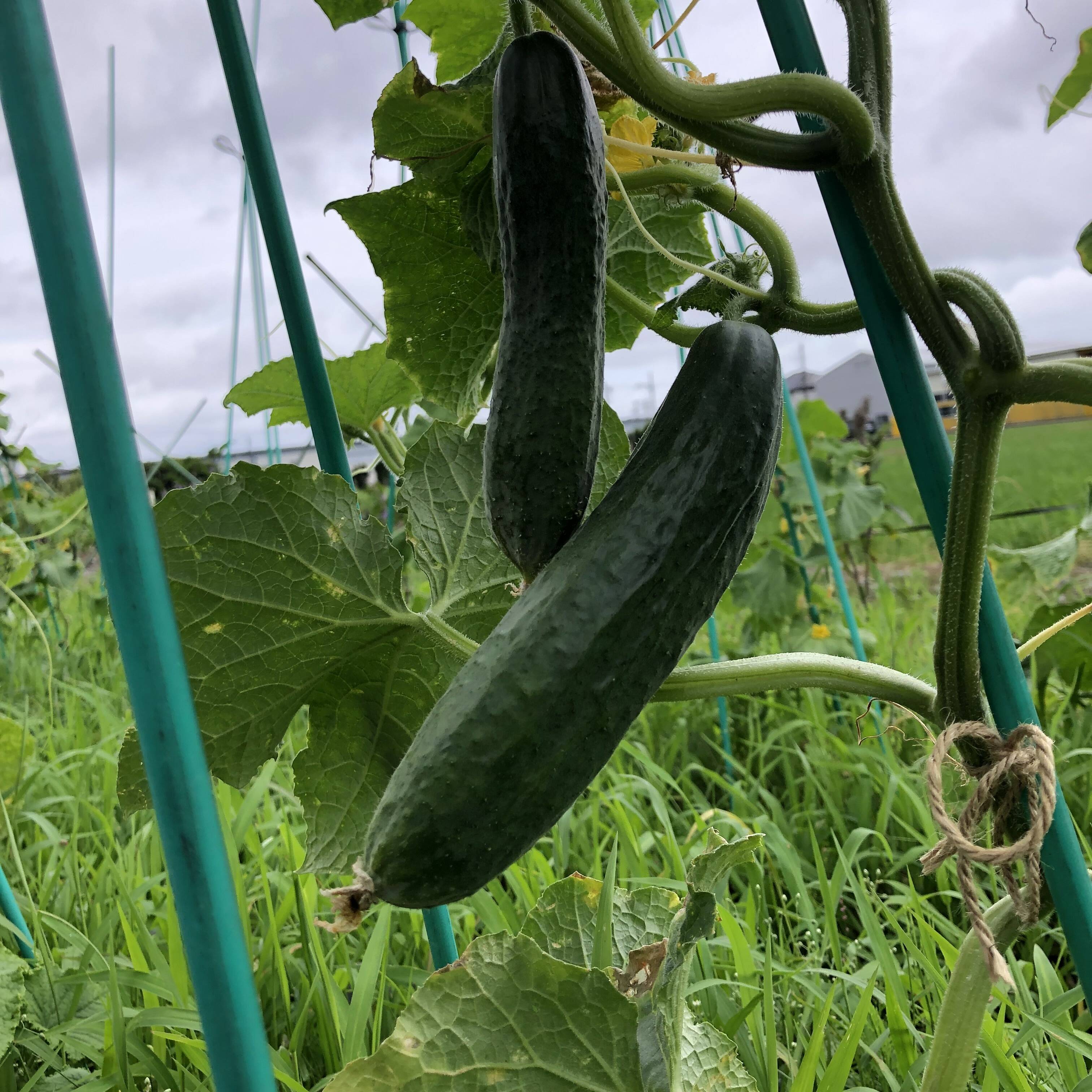 ときわ地這きゅうり ご家庭用1.8kg（農薬・化学肥料不使用）：静岡県産