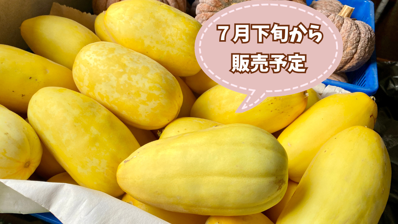 食品 韓国産 マクワウリ 黄金マクワウリ 箱入り10kg