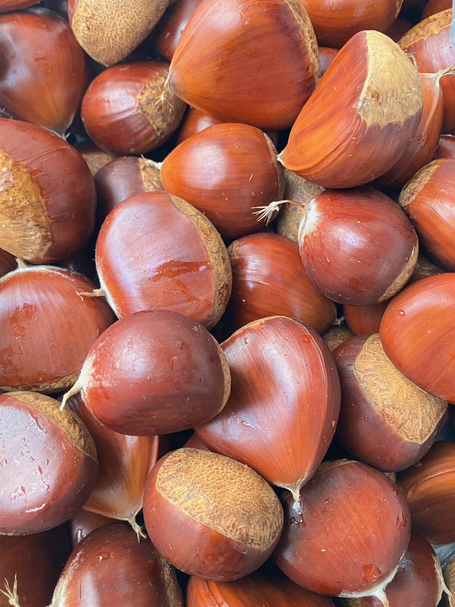 栗 大粒！幅40mm程度サイズ3.6k 取り扱いの難しい無燻蒸で熟成させた生