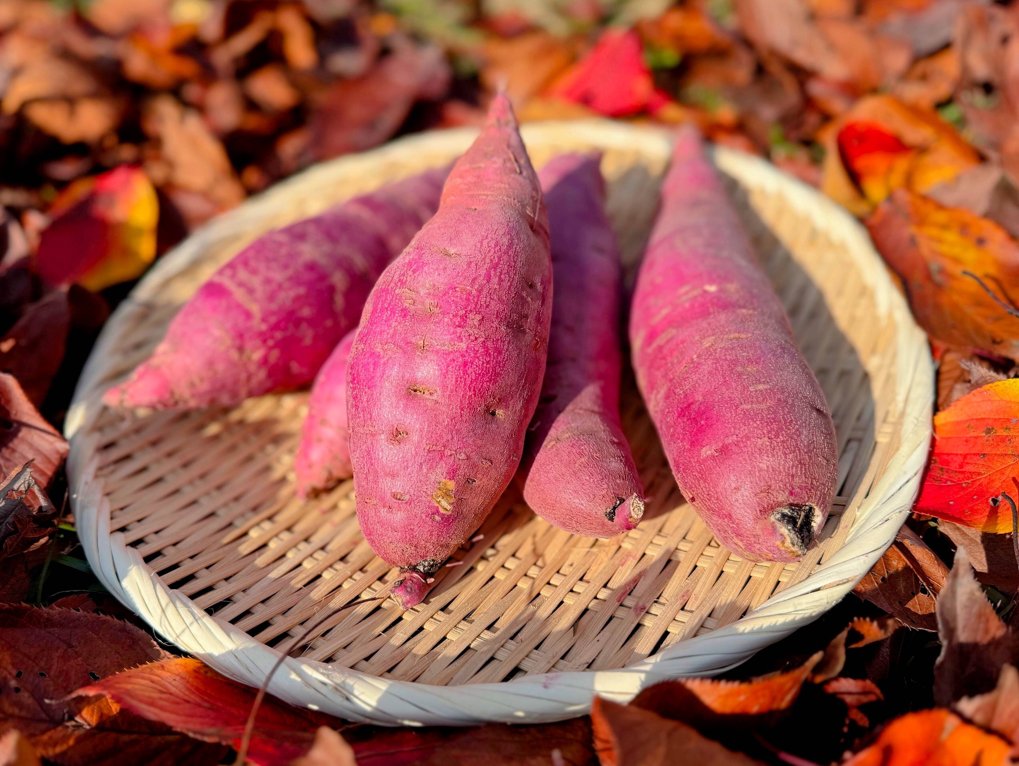 熟成1か月超でお届け】富山県産 紅はるか 10kg 大きさ無選別：富山県産