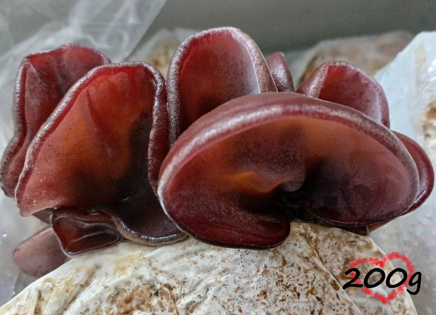 国産【生きくらげ】200g 真空パック包装 鳥取県産 八頭の木耳 きのこ 