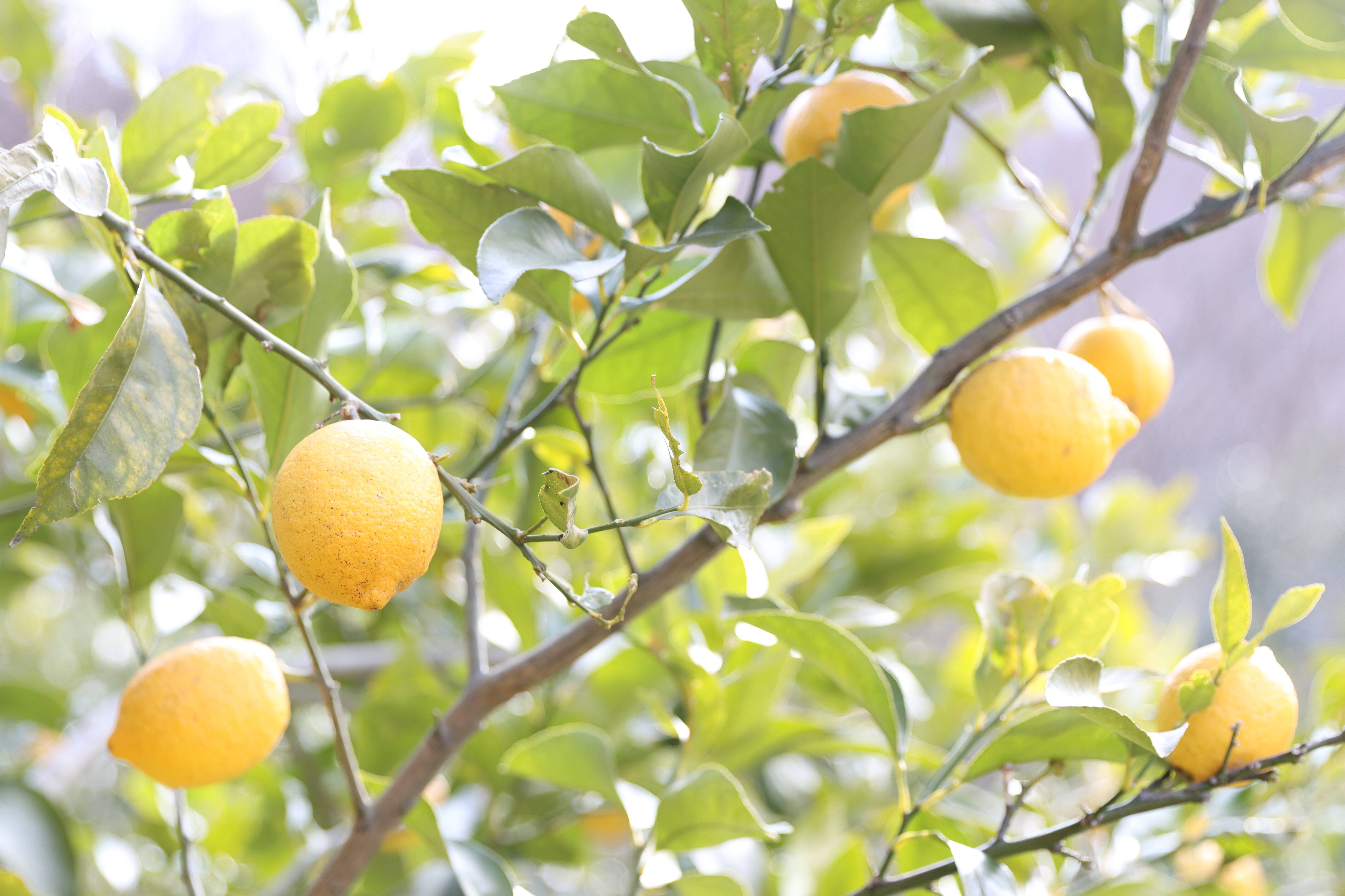 ち*か様 木成り夏レモン10kg特別栽培愛媛産 瀬戸内の恵み、無肥料栽培