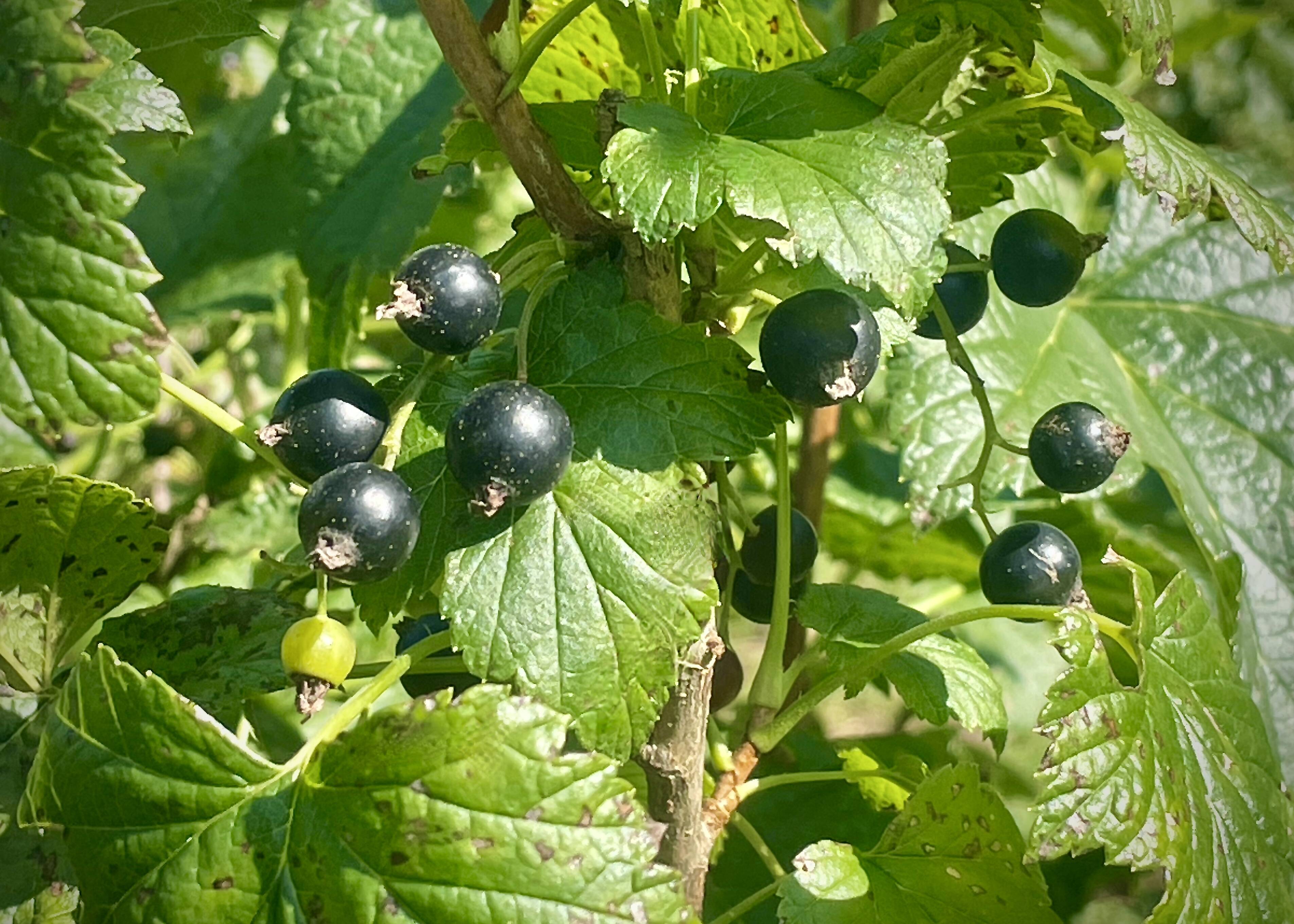 冷凍カシス（青森県認証特別栽培）：青森県産のカシス｜食べ