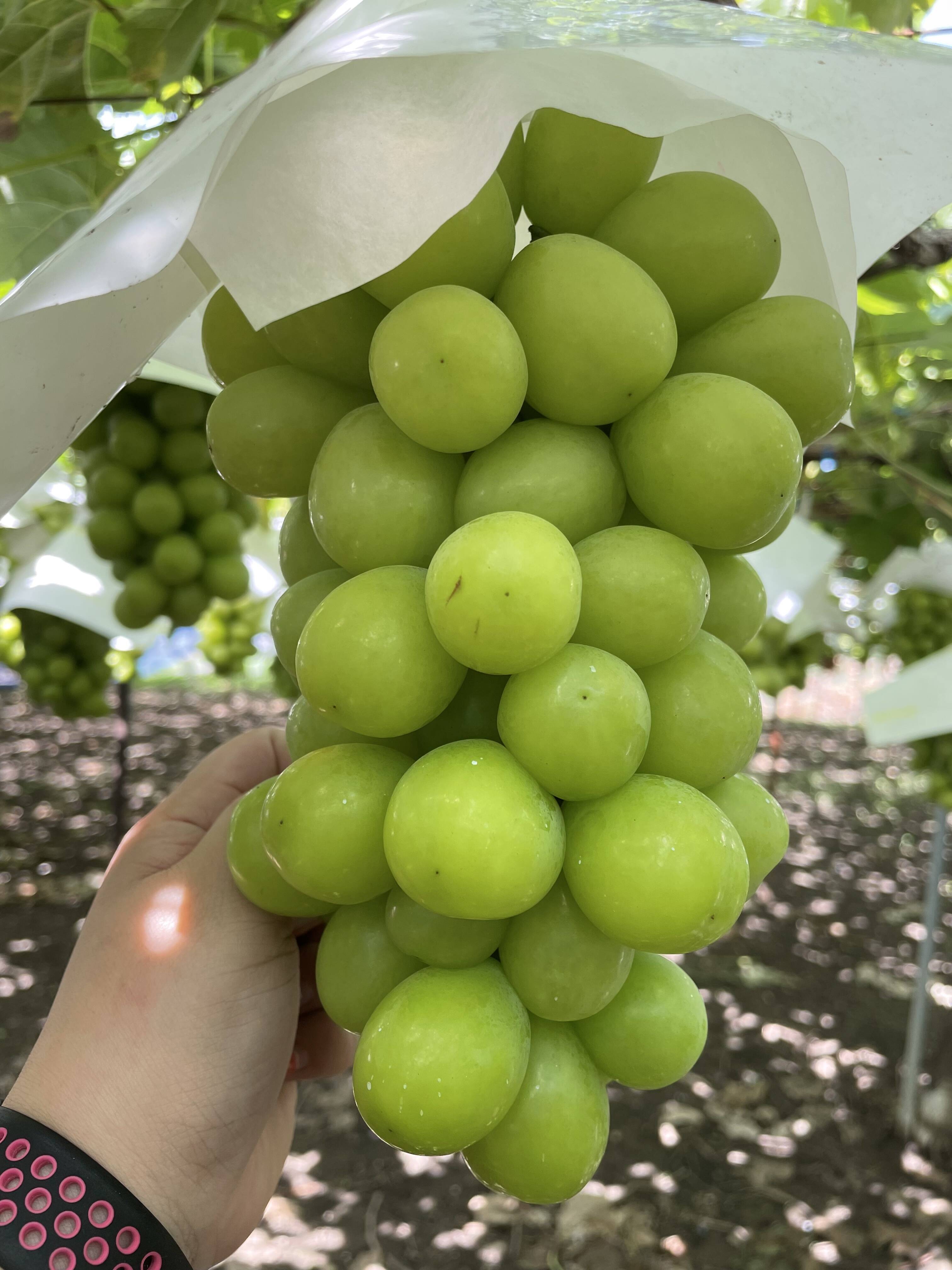 ≪お試し≫ シャインマスカット １房：山梨県産の果物｜食べチョク｜産地直送(産直)お取り寄せ通販 - 農家・漁師から旬の食材を直送