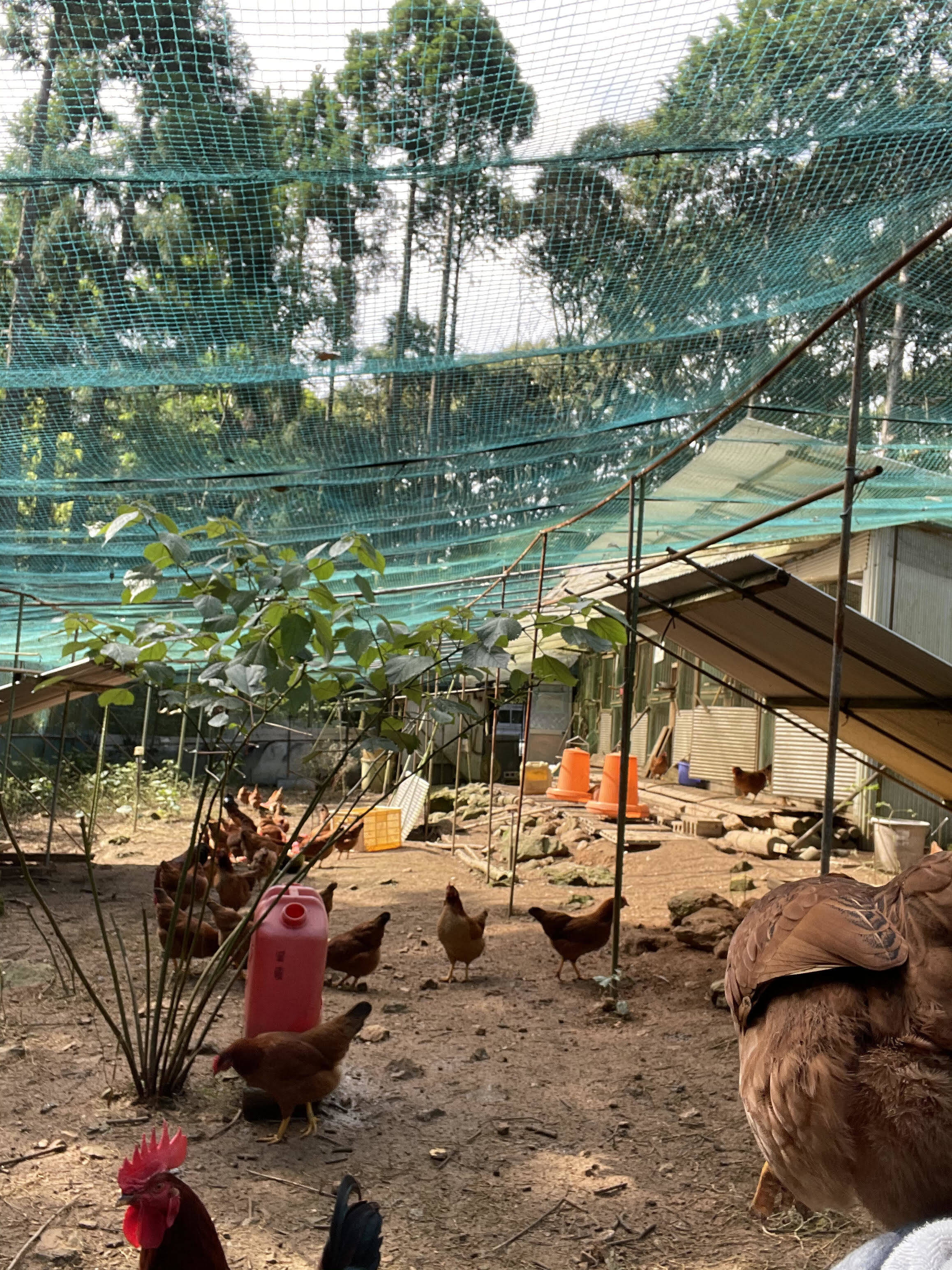 岡﨑ファームへのレビュー・商品：高知県｜食べチョク｜産地直送(産直