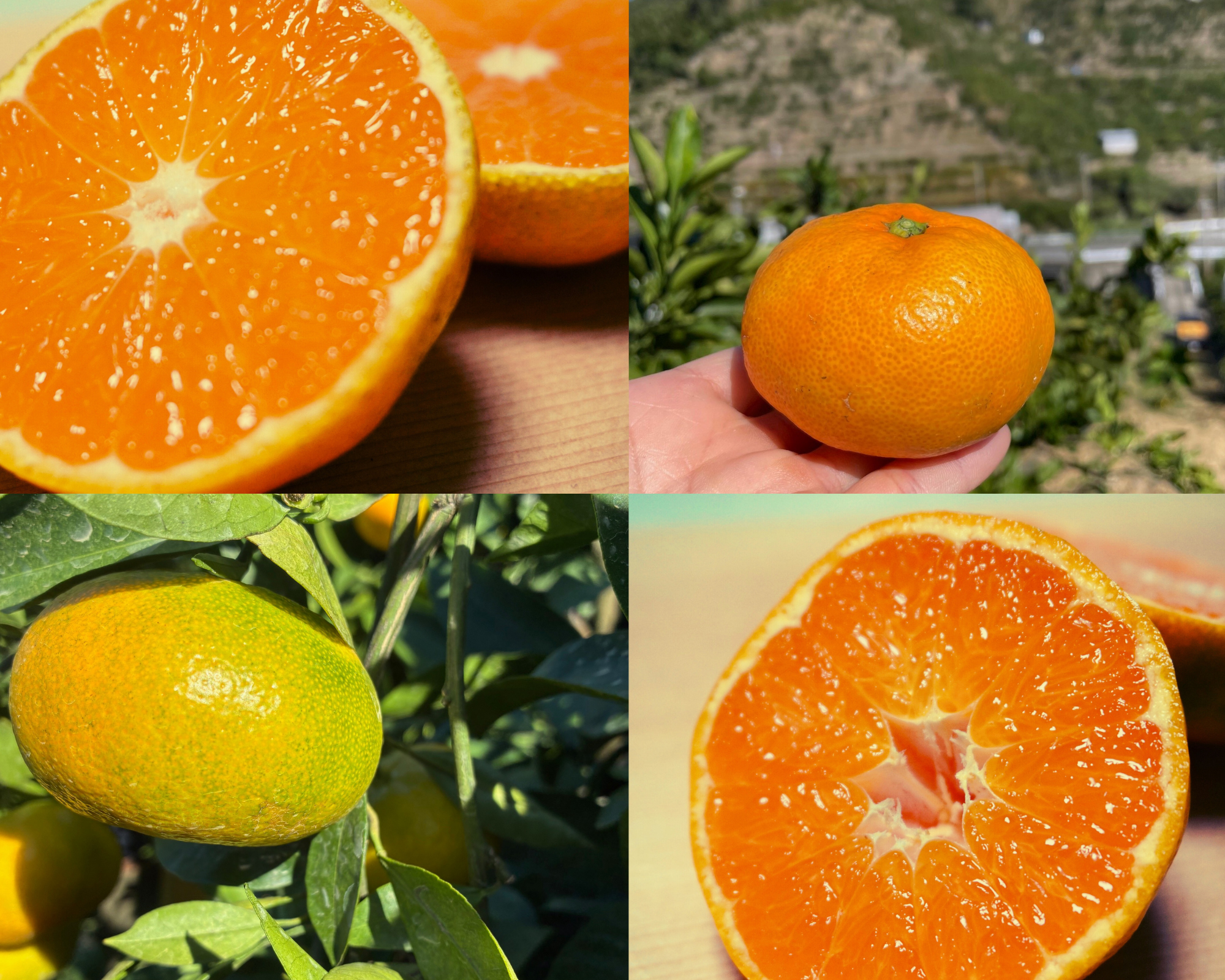 冬ギフト】『旬の贈り物 極早生みかん』約2kg SS~Lサイズ：和歌山県産