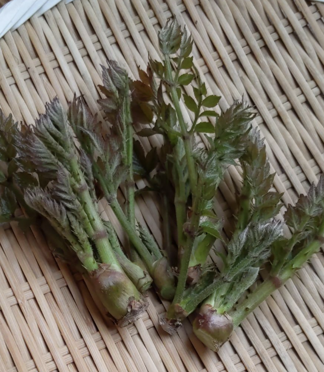 山菜の王様タラの芽 150g：埼玉県産のタラノメ｜食べチョク