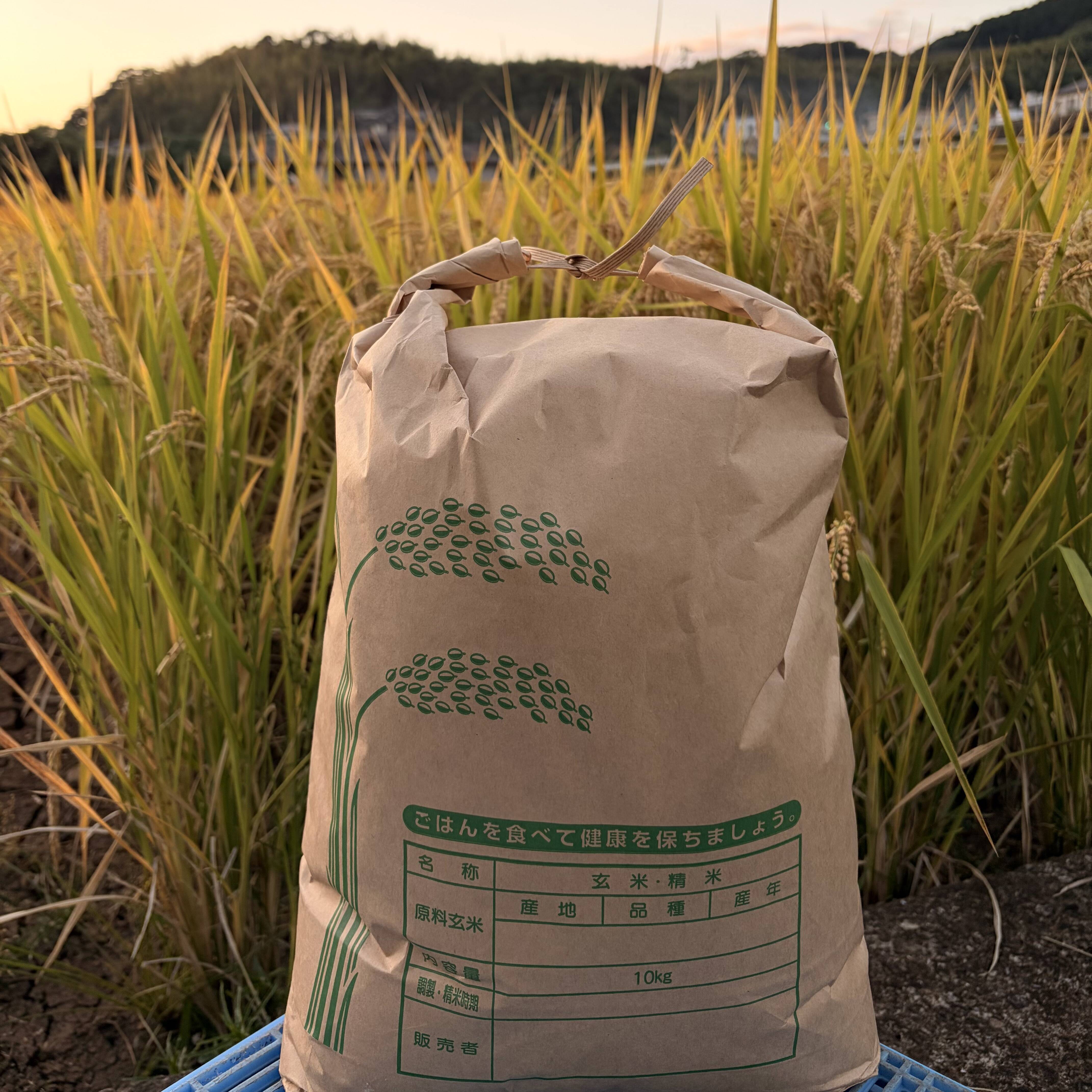 長崎県産】令和8年産新米 なつほのか（白米）5kg：長崎県産のなつ