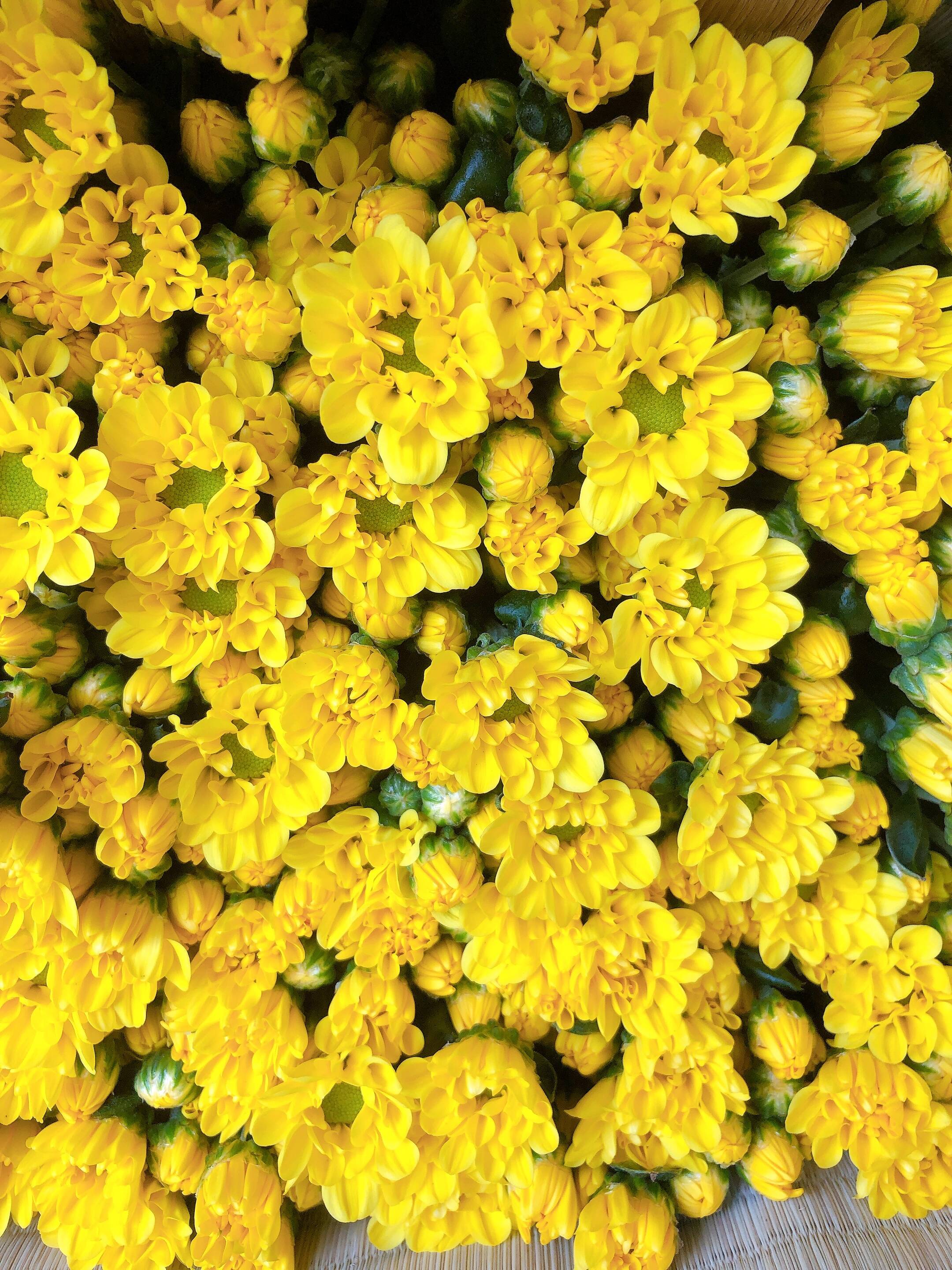 心がホッコリ お仏壇も華やかに 黄色のスプレー菊１０本をお届けします 宮崎県産 食べチョク 農家 漁師の産直ネット通販 旬の食材を生産者直送