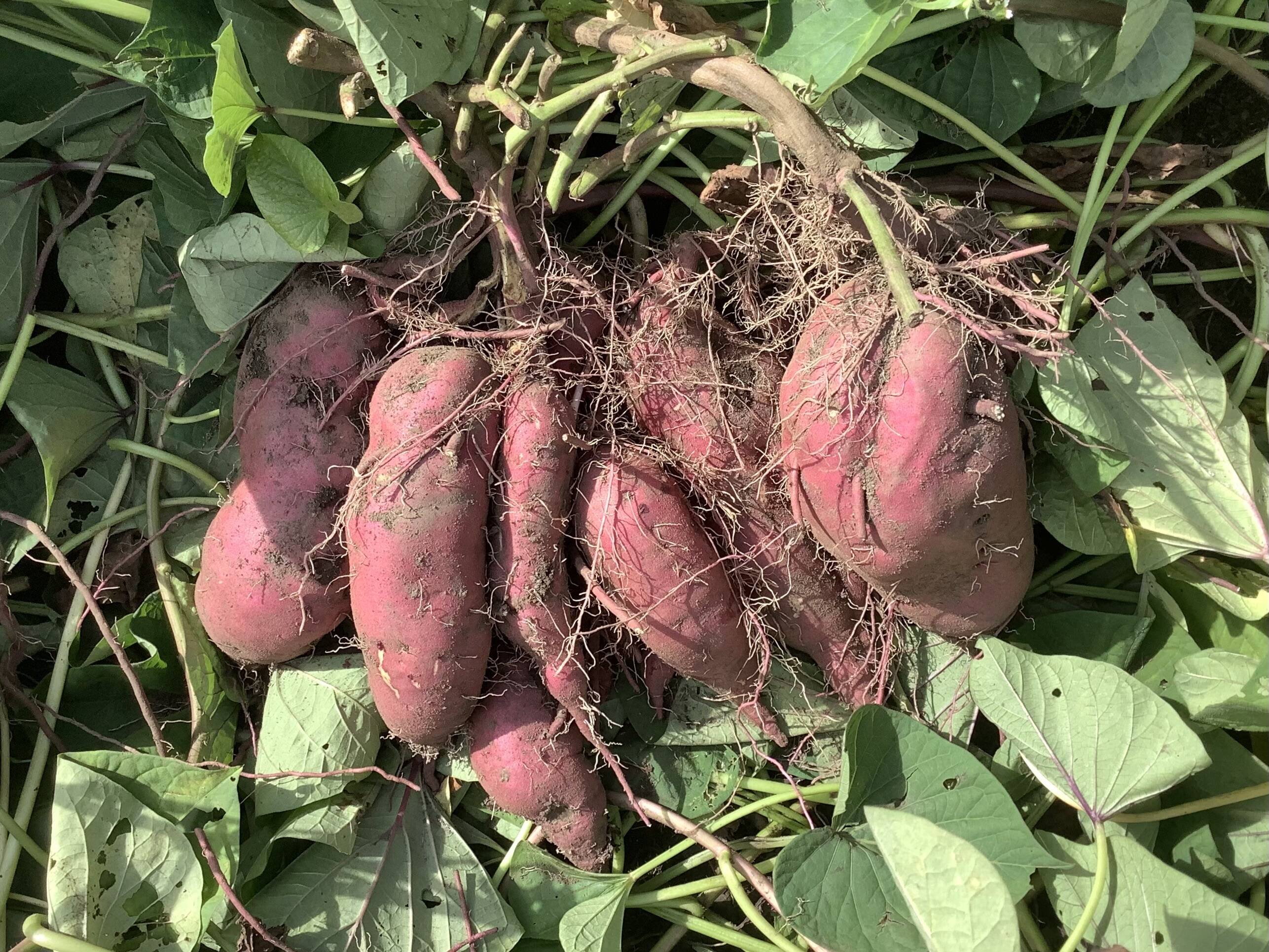 🍠さつまいも 紅あずま🍠 5kg❗️：長野県産のベニアズマ｜食べチョク