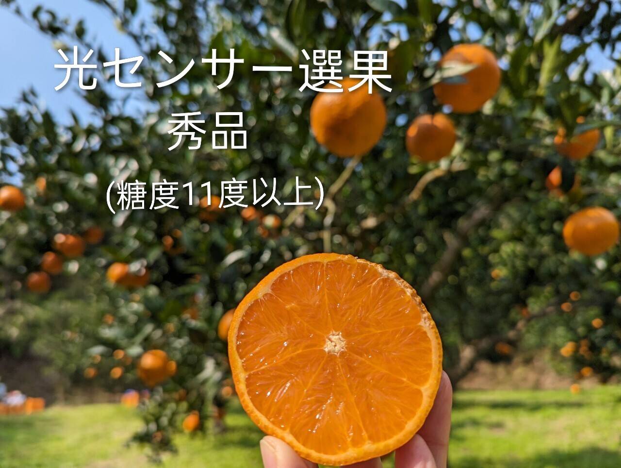 奄美完熟たんかん 光センサー選別 （秀品・糖度11度以上） 5