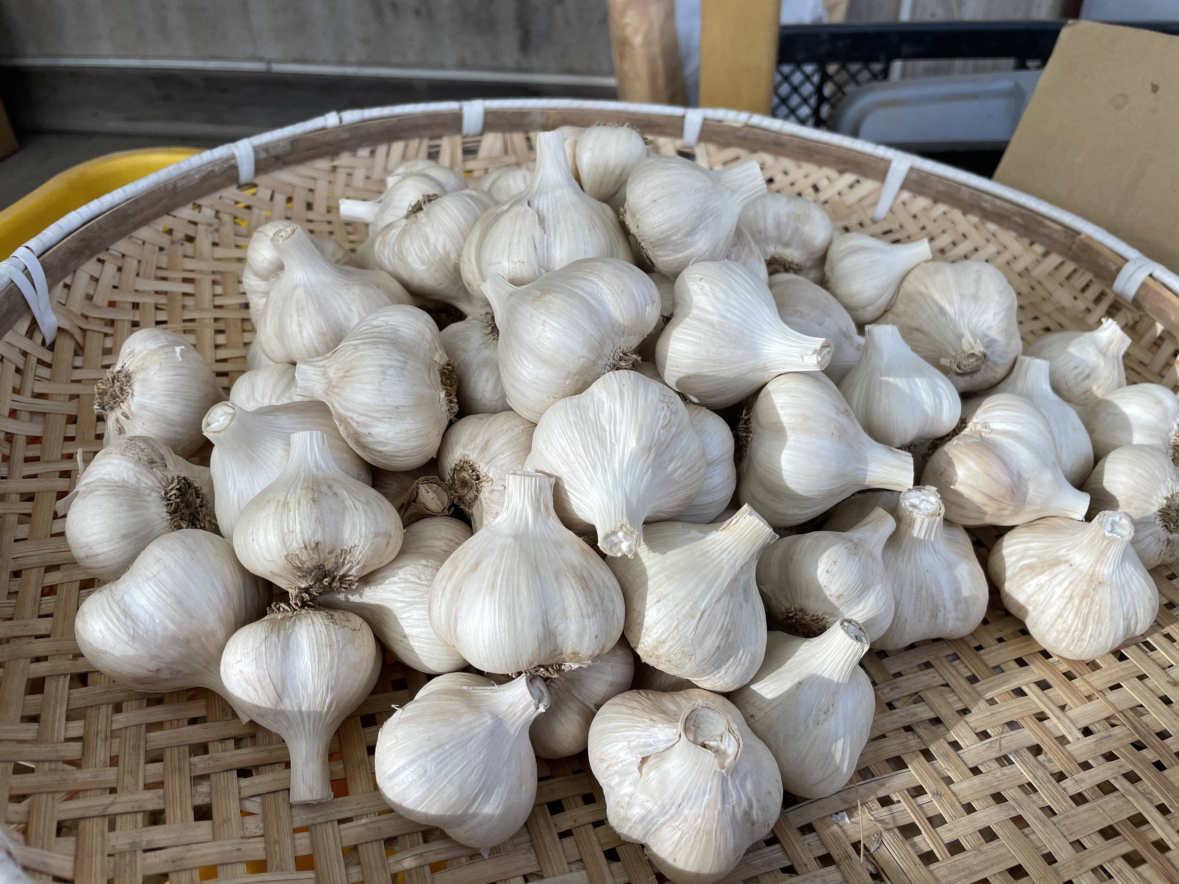 超芳醇！福地ホワイトにんにく 1kg 乾燥済みS・M・Lサイズ