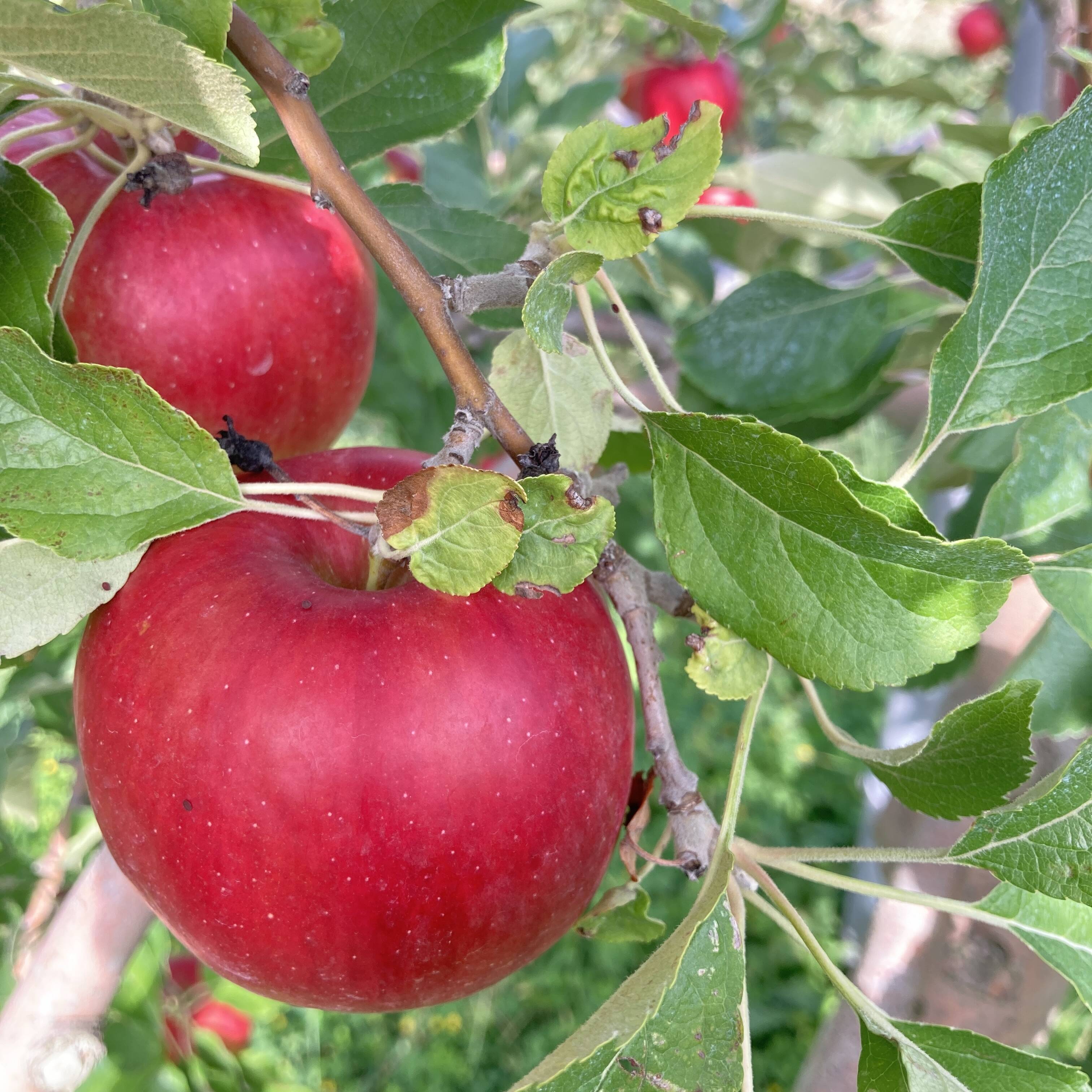 紅玉5kg箱☆すっぱいお料理りんご☆無選別規格（4.6kg〜5kg＝16〜23玉目安）※化学合成農薬約60%削減栽培