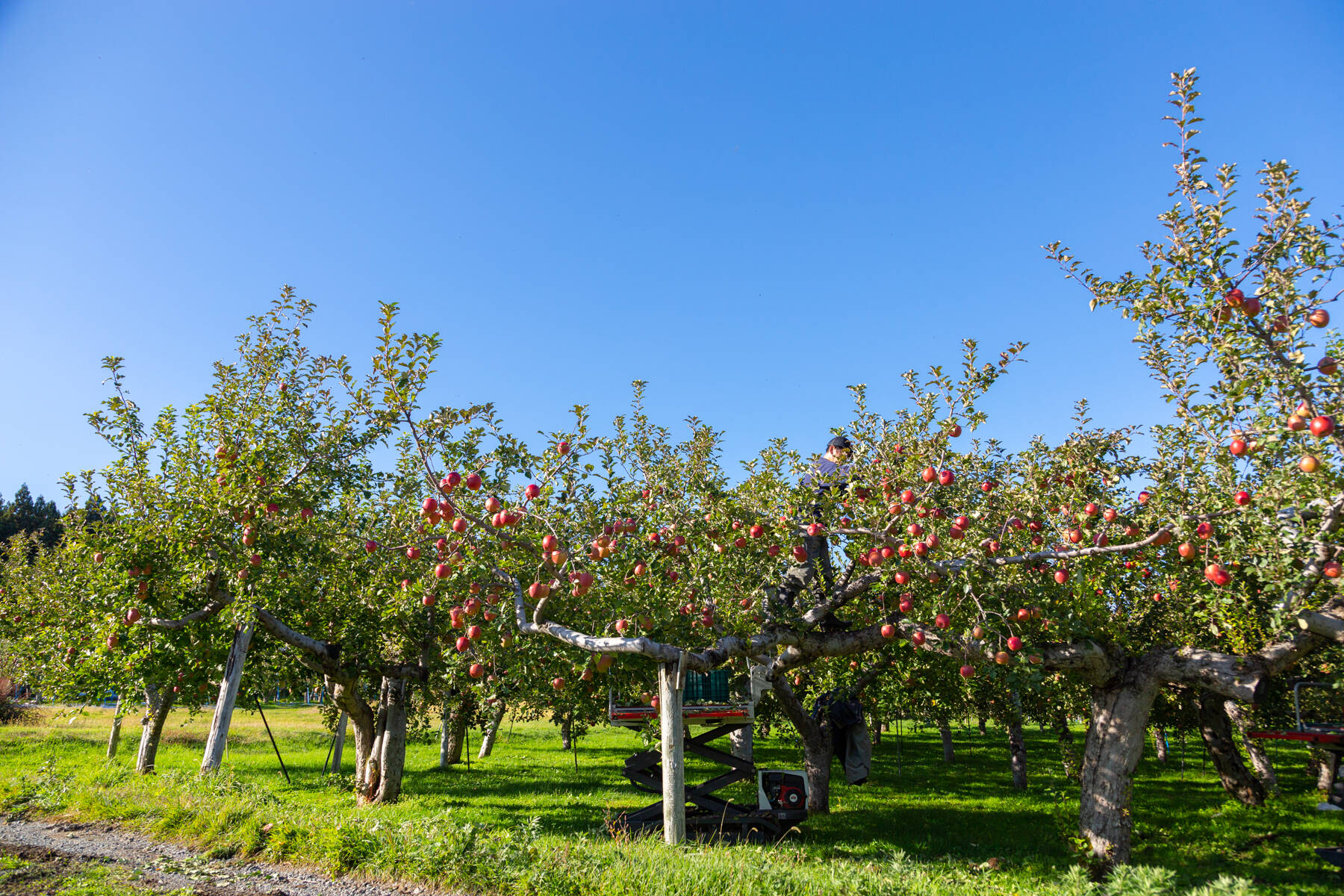岩木山麓ちぃちゃん農園へのレビュー・商品：青森県｜食べチョク｜産地