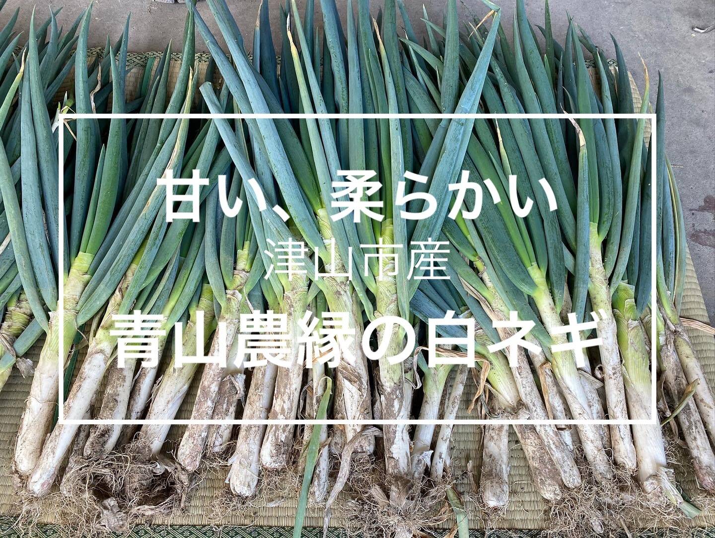 甘い 柔らかい津山市産白ネギ 3kg 岡山県産の野菜 食べチョク 産地直送 産直 お取り寄せ通販 農家 漁師から旬の食材を直送