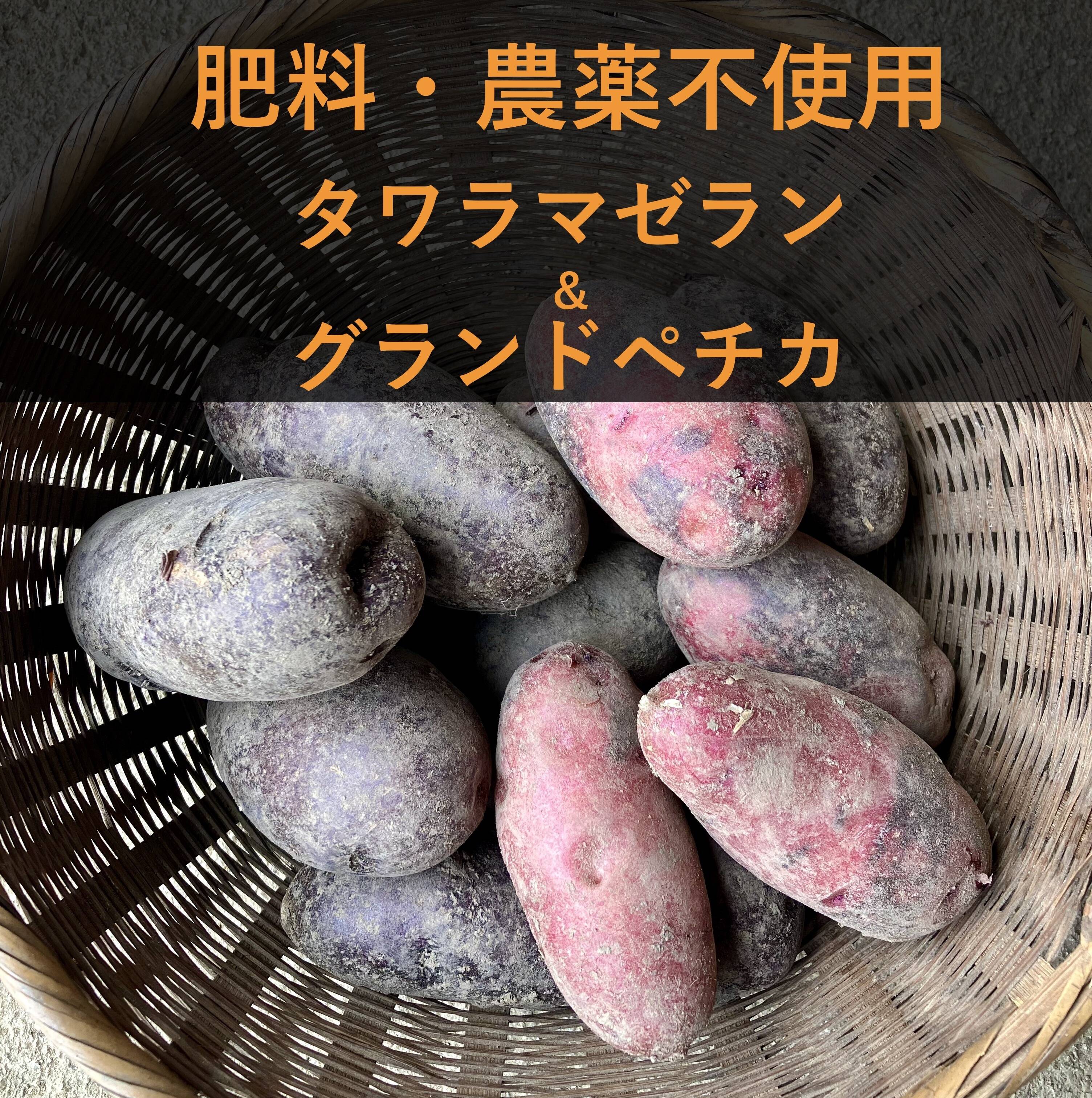 肥料農薬不使用】自然栽培じゃがいも（タワラマゼラン、グラウンド