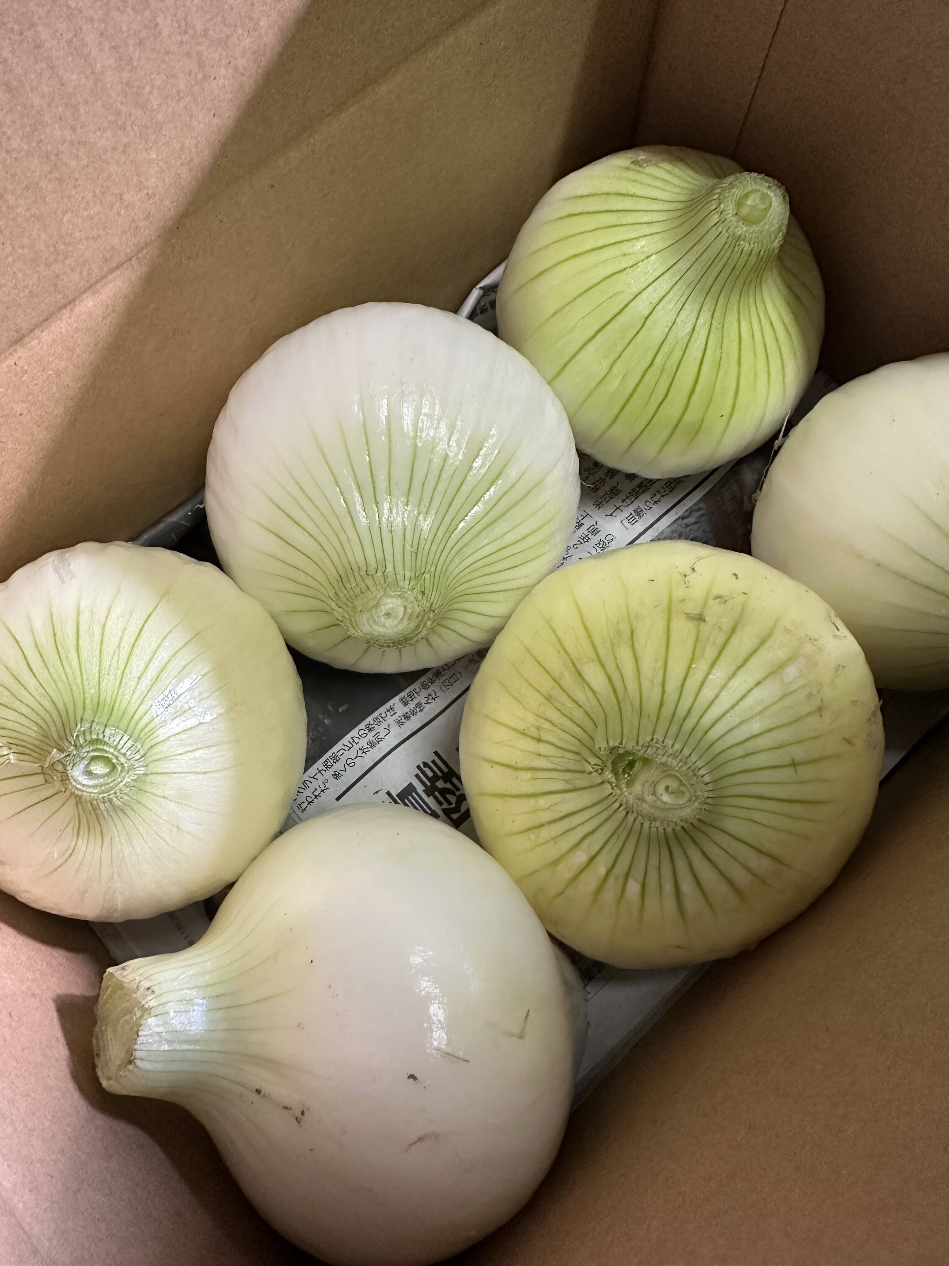 発送する日に収穫しています♪新鮮♪絶品♪新玉ねぎ19kg 西谷農園の新玉ねぎ 5キロ：鳥取県産のその他玉ねぎ｜食べチョク