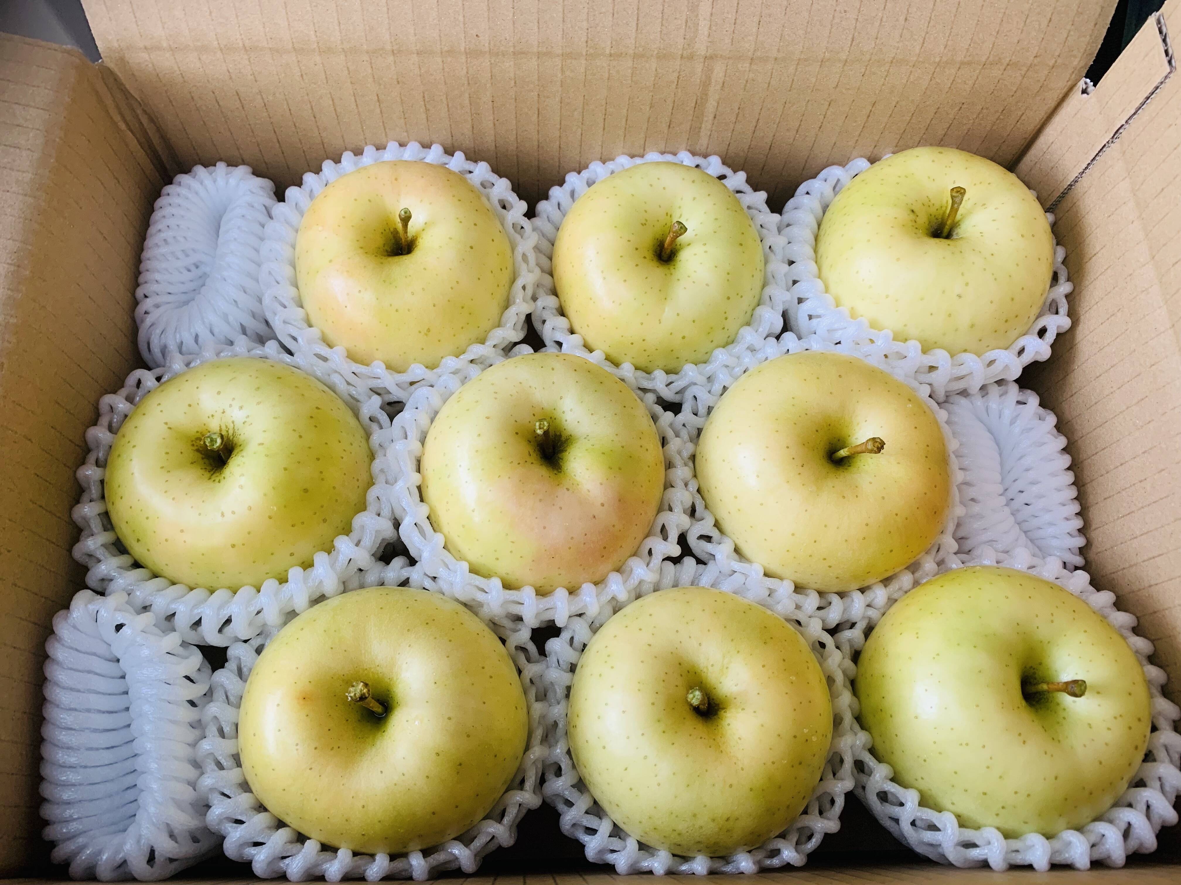 りんご　0507 83c0e6cc848dd1dd08ca45c9ba6923