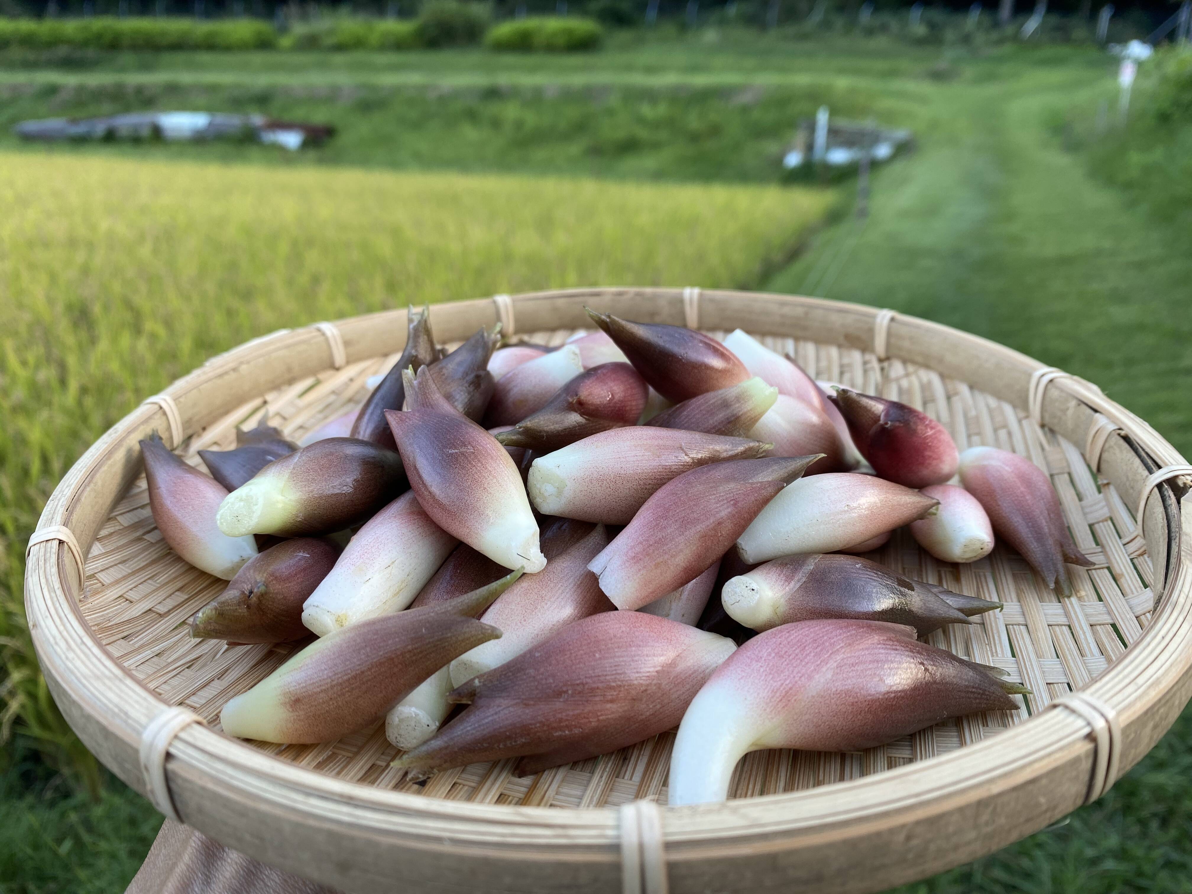 秋みょうが15cm 10本 ６００円 山栽培無農薬 えげつない