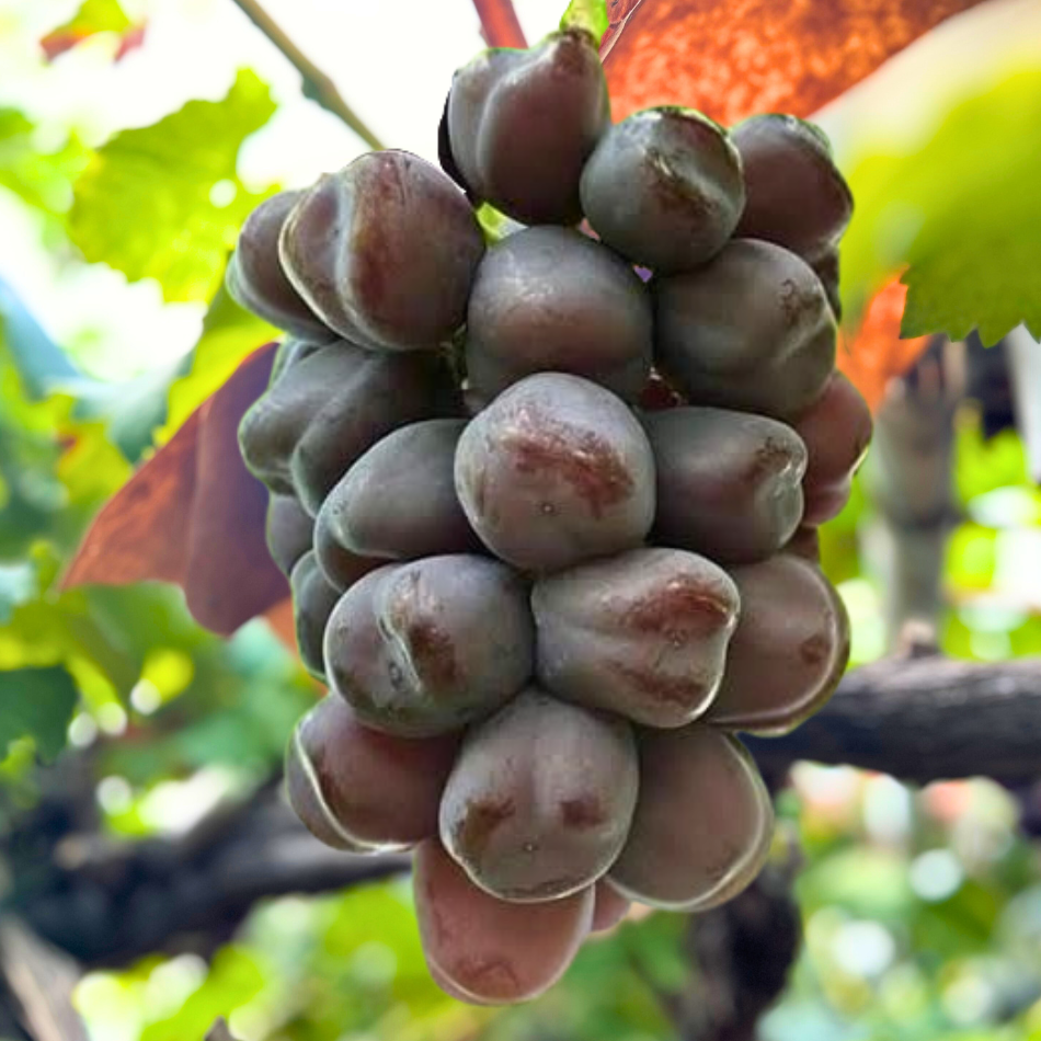 数量限定】ブラックシャイン！希少品種 富士の輝1房：大阪府産の富士