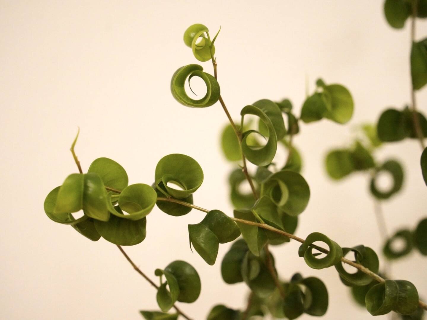 観葉植物【ベンジャミンバロック × グレー柄陶器】高さ約40cm×横約25cm
