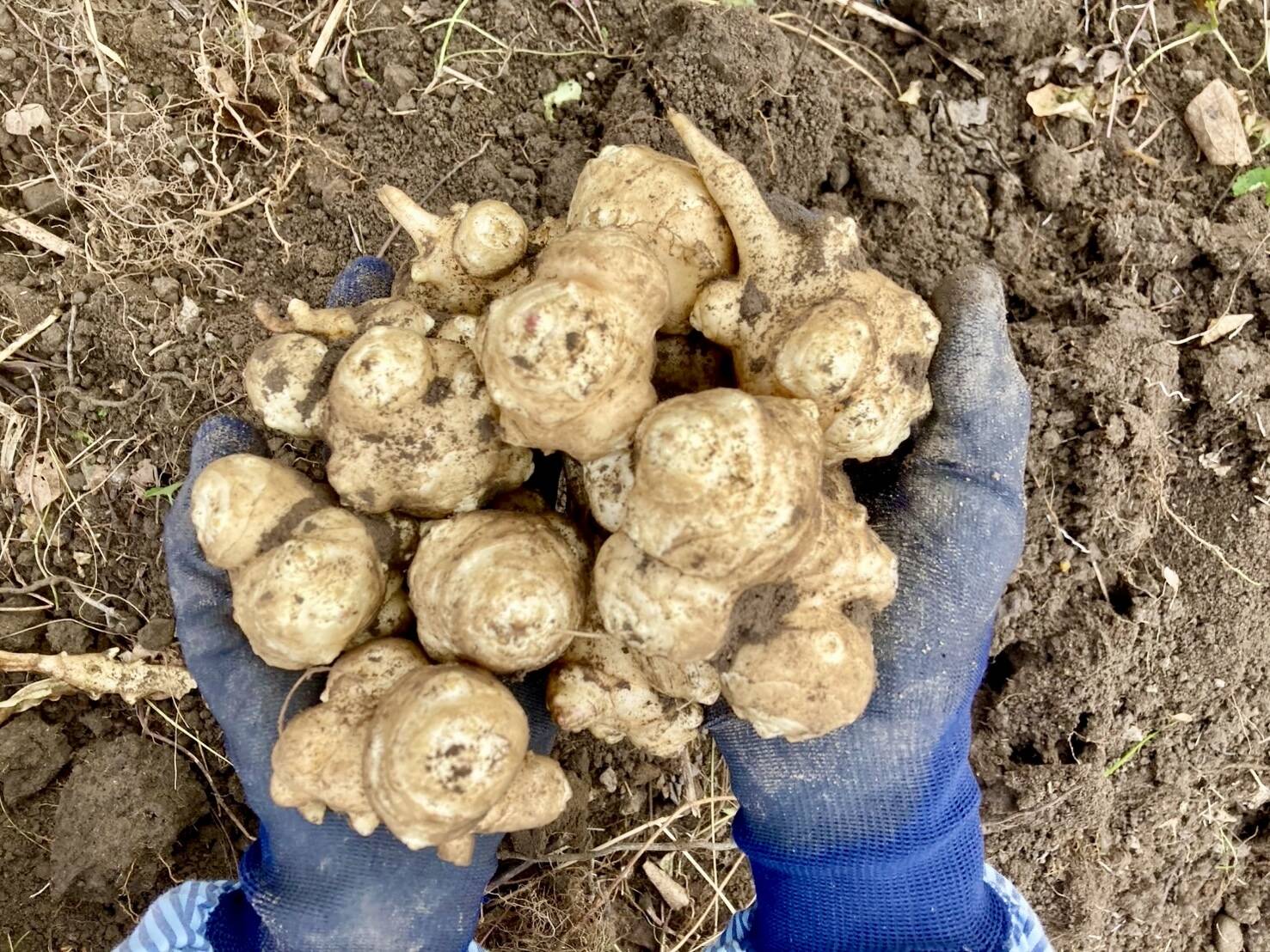 菊芋(キクイモ）農薬・化学肥料不使用 1.5kg ☆数量限定：群馬県産の白