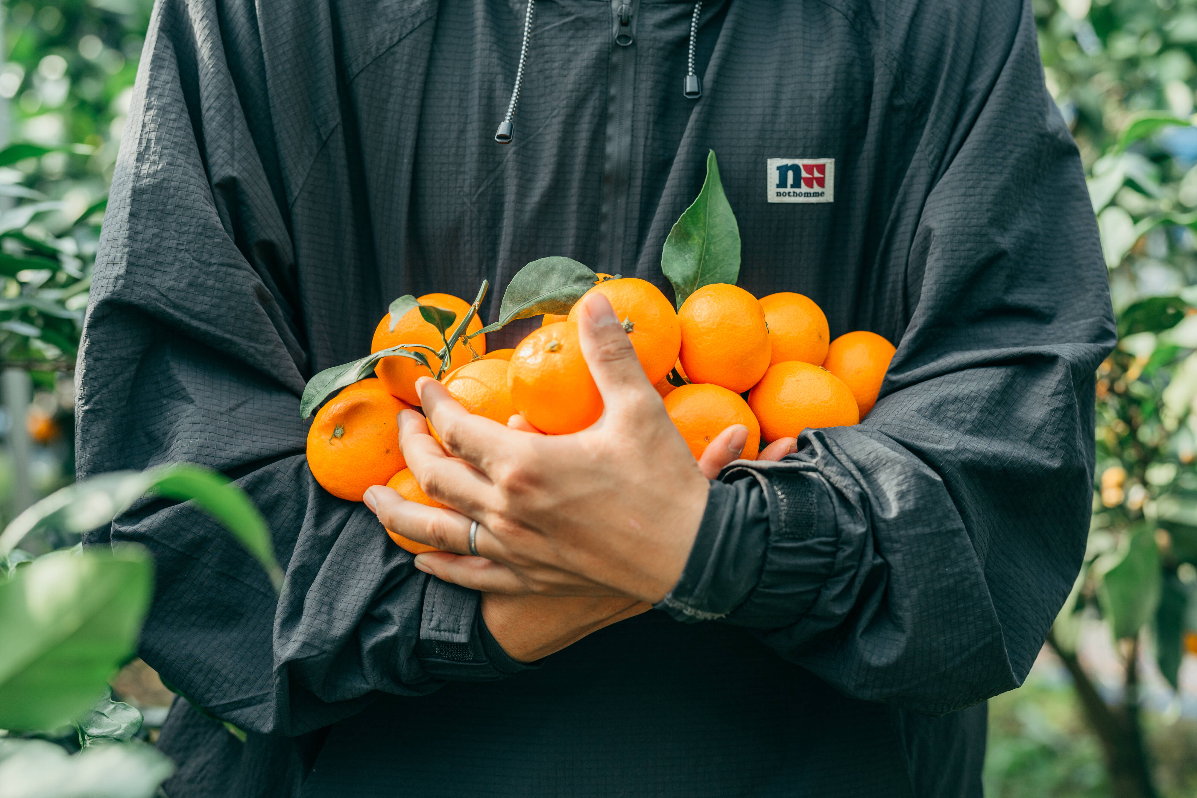 お得な訳あり品》2Lサイズ 段畑みかん 内容量8キロ：愛媛県産のみかん