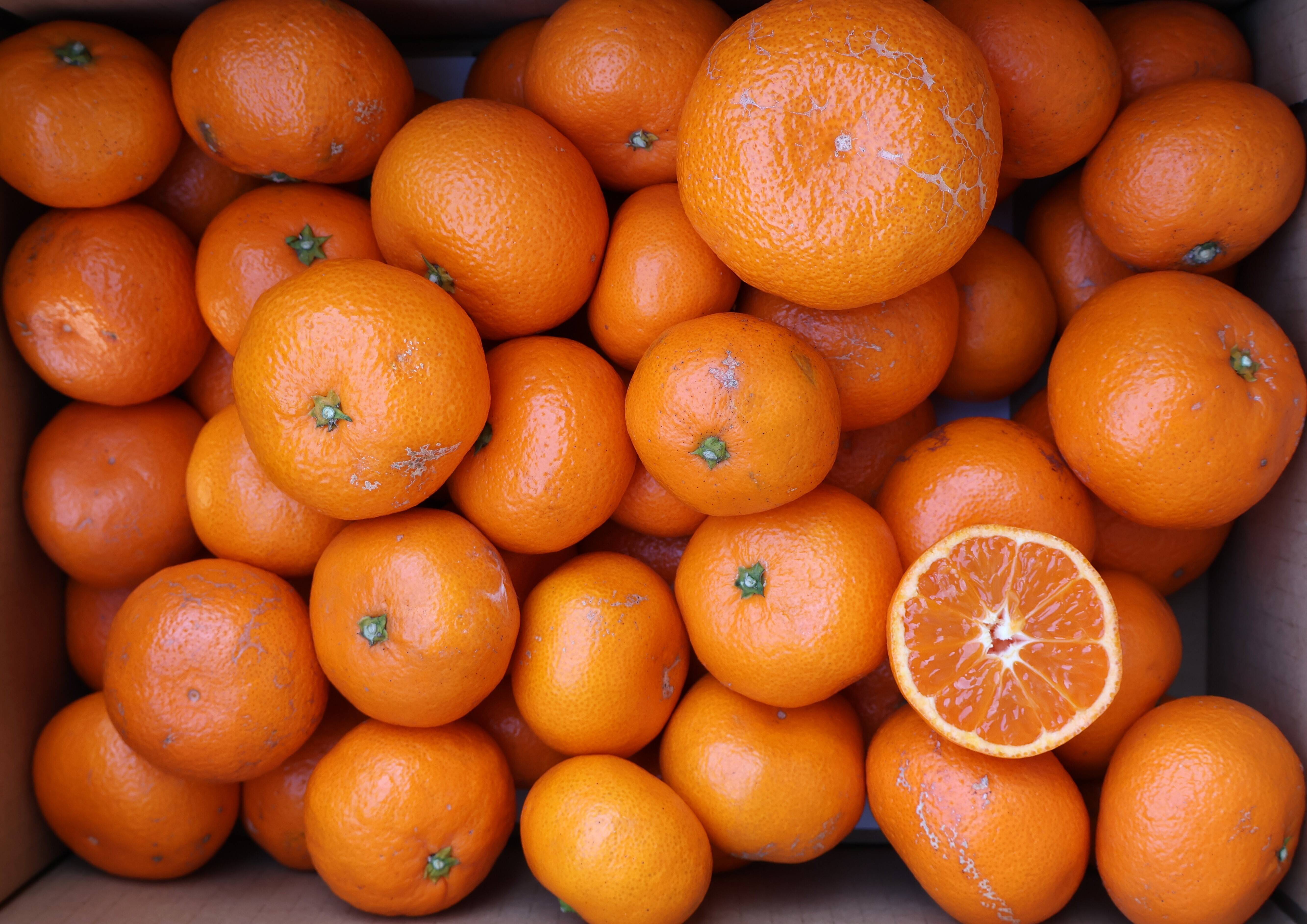 農家直送！有田みかん7.5kg,≪訳あり（サイズ混合）≫【平武農園】～蛍