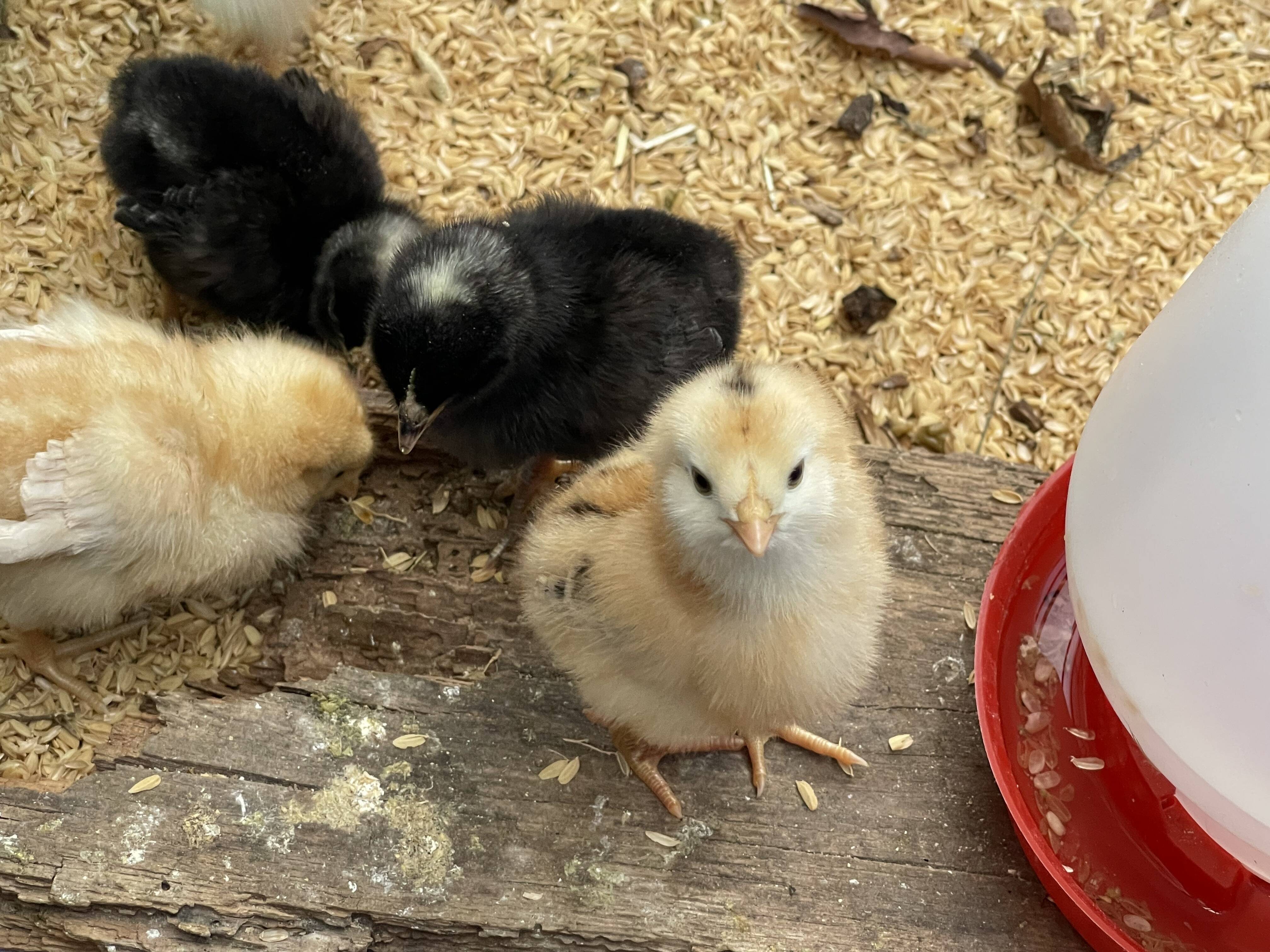 食べチョク初登場！幸福を呼ぶ青いたまご アローカナ平飼い有精卵１０