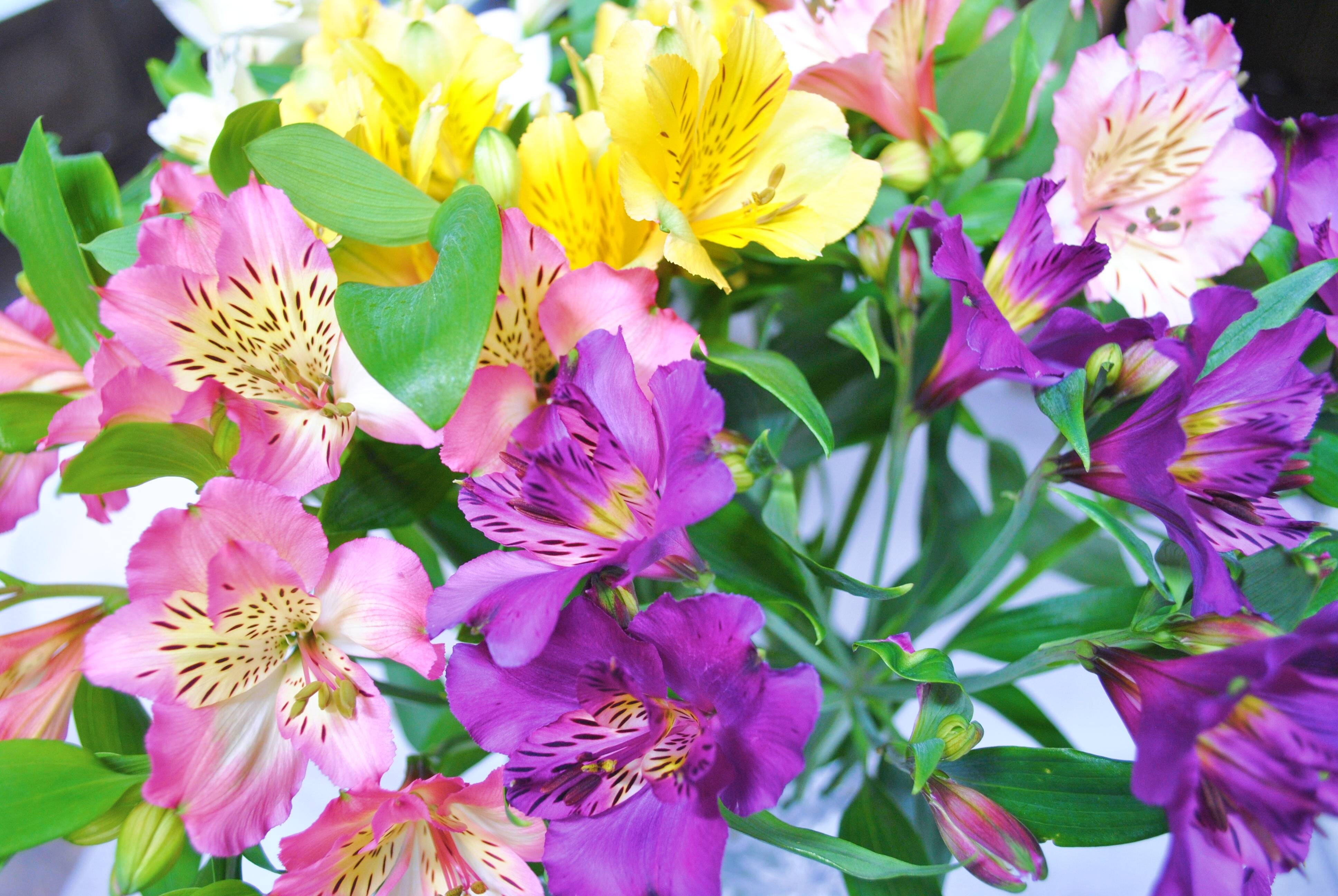 おトク 北海道 南幌町 生産者直送 福井さんのアルストロメリア 花束 3色 白 黄 ピンク おまかせmix 40本 数量限定 Np1 117 Fucoa Cl