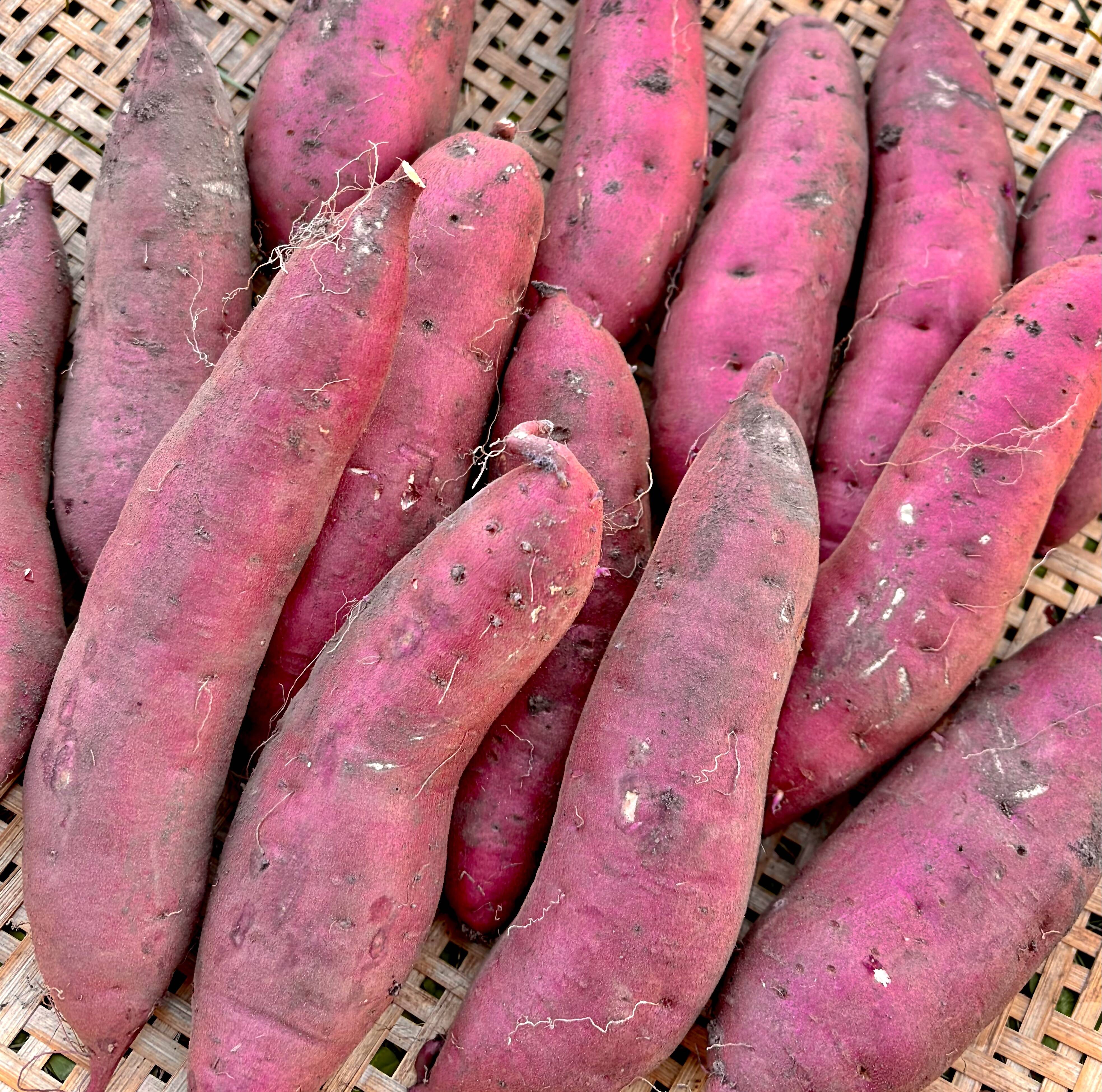 農薬化学肥料・除草剤不使用】1本200〜300g🍠1番美味しいサイズ