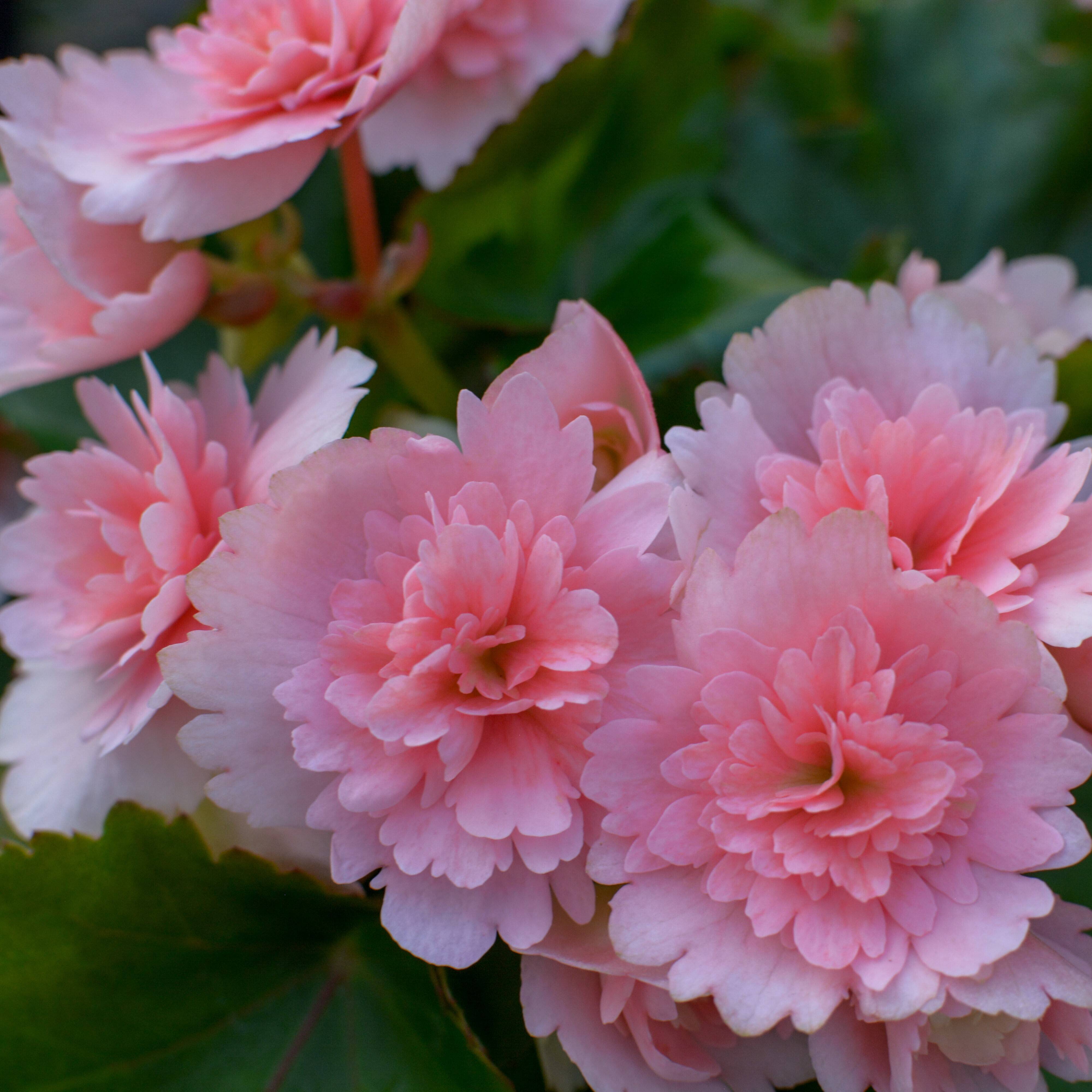 贈答用】上品なペールピンクとギザギザの花弁が個性的なエレガントな