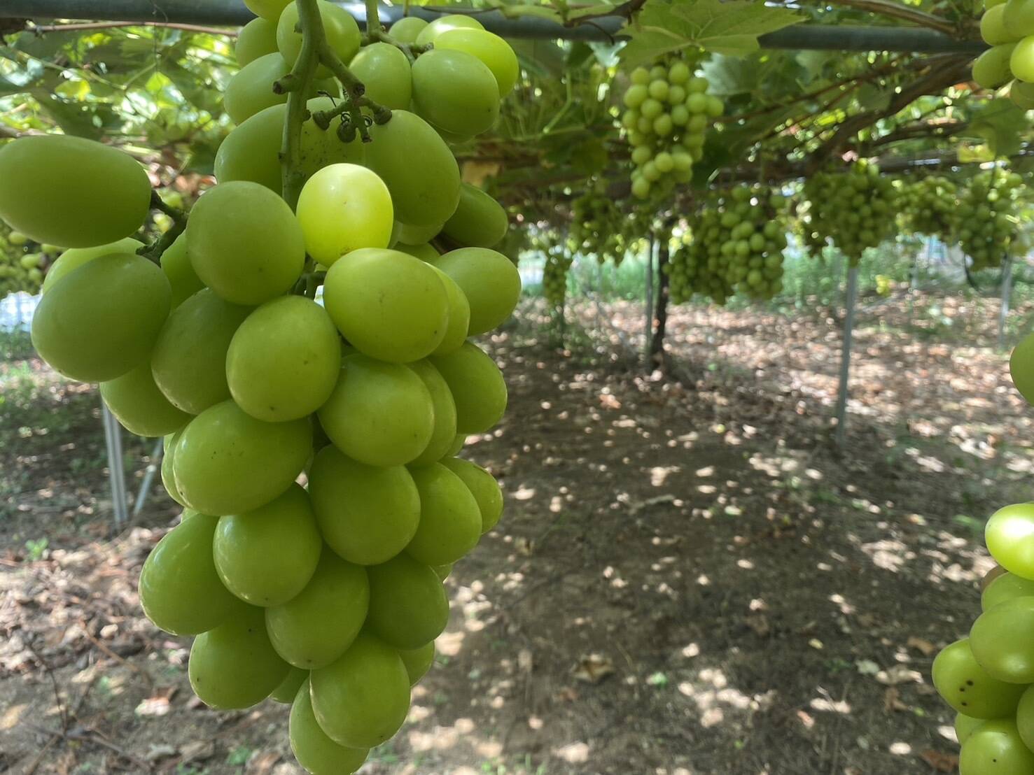 島根県産 シャインマスカット 2パック（約700g）：島根県産のシャイン