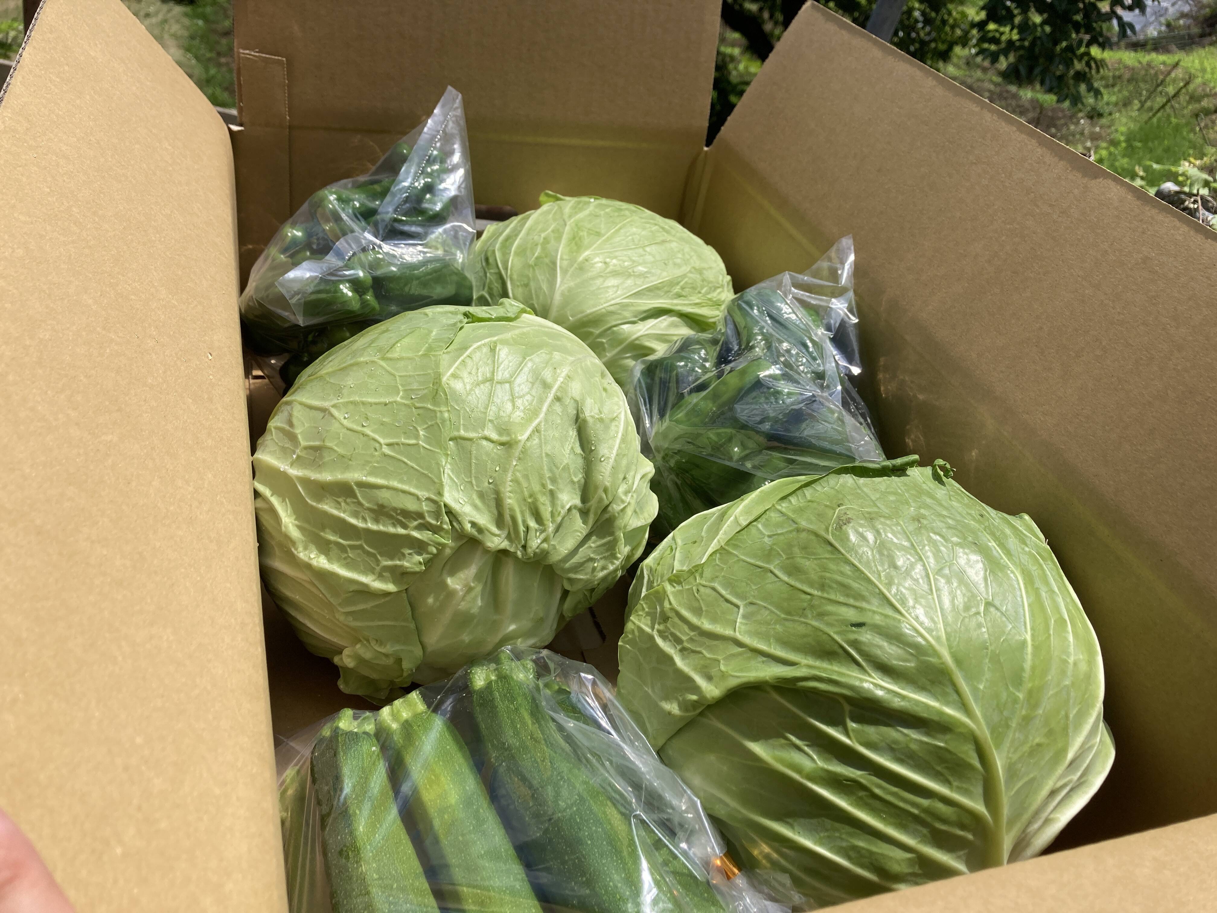 キャベツ6Kg前後』+ピーマン2Kg +ズッキーニB品1Kg:長野県産の キャベツ6Kg前後』+ピーマン2Kg +ズッキーニB品1Kg:長野県産の