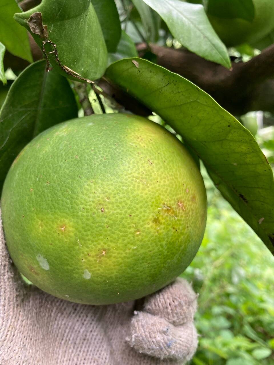 文旦、何かの欠乏症｜食べチョク｜産地直送(産直)お取り寄せ通販 - 農家・漁師から旬の食材を直送