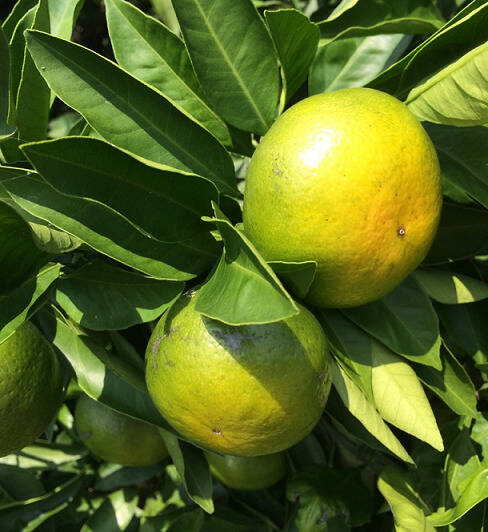 樹上完熟！旬の🍊超極早生みかん！！日南1号！：福岡県産の