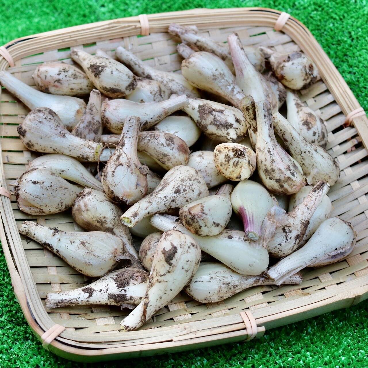 数量限定！ 泥付き 熊本県産 掘り立て生らっきょう(お漬物に)500g