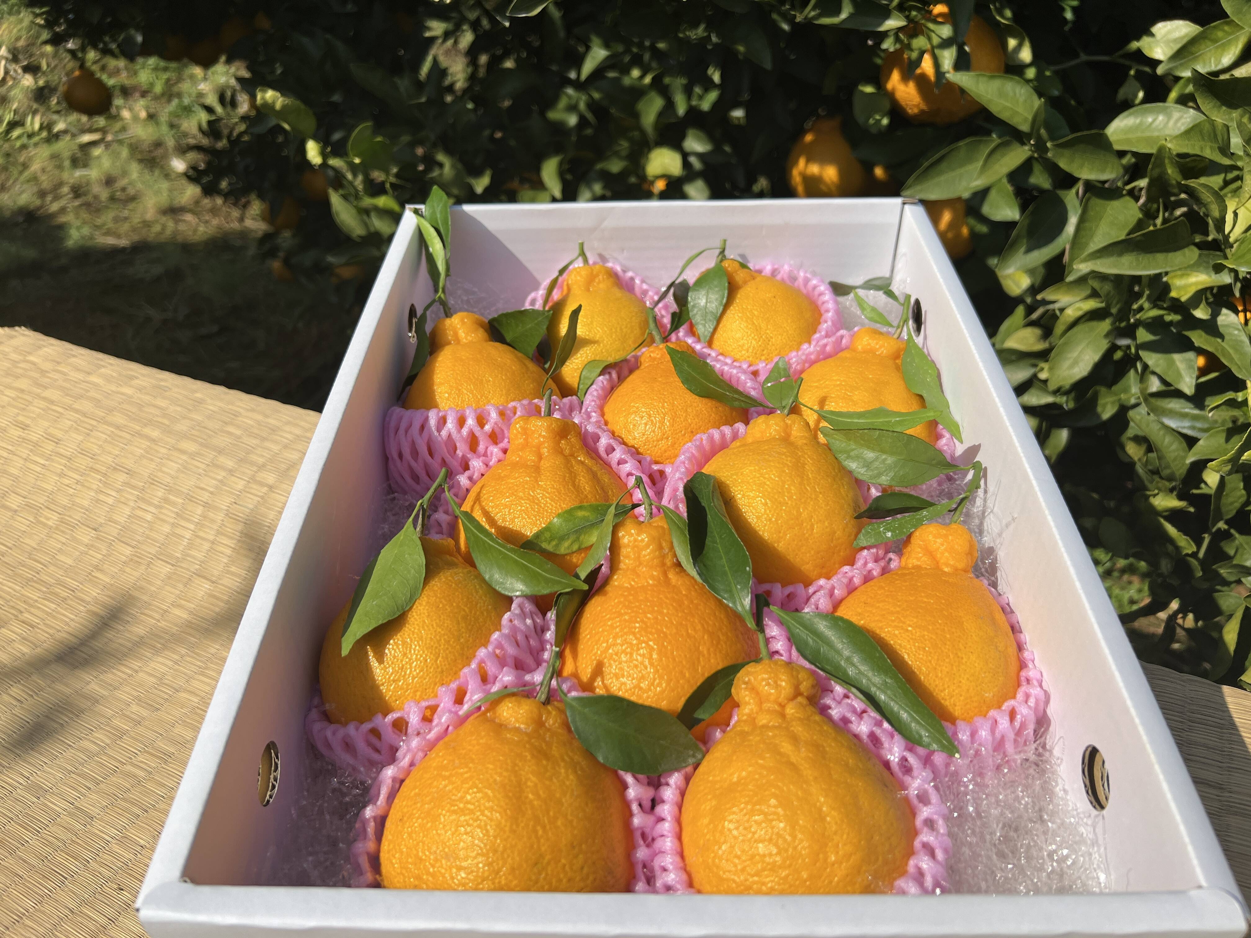 数量限定！【お歳暮】冬の味覚の大人気！熊本名産『不知火柑』10～12玉